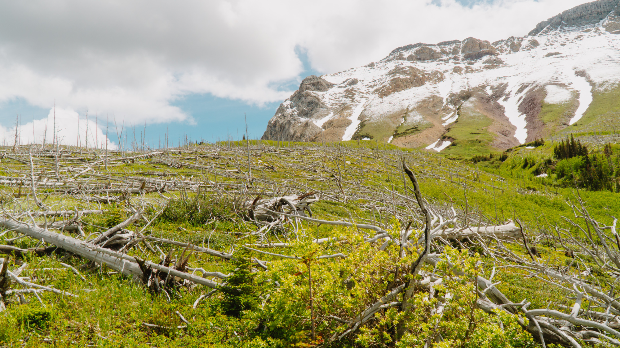 Paysage gravement brûlé où peu d’arbres se régénèrent. Dans certaines régions, les forêts ne se rétablissent pas comme prévu après les feux, soulevant des questions sur l’avenir de ces écosystèmes au cours des prochaines décennies.