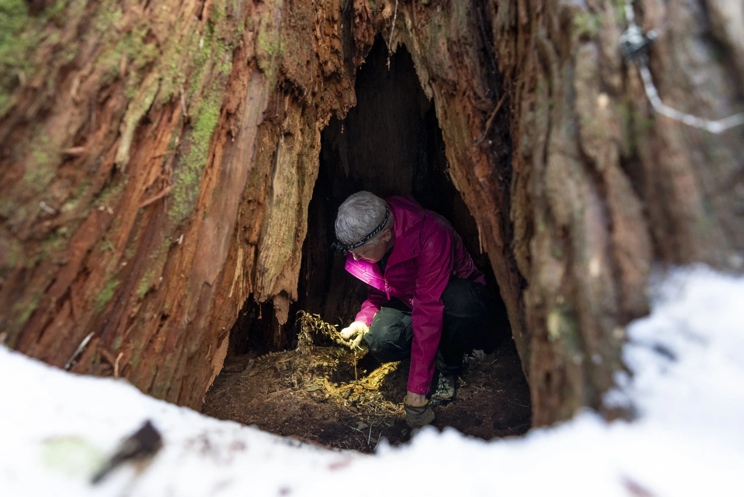 Bear biologist Helen Davis inspects leafy debris inside a black bear den on Vancouver Island. The colour of foliage in a den can indicate how recently it was used.
