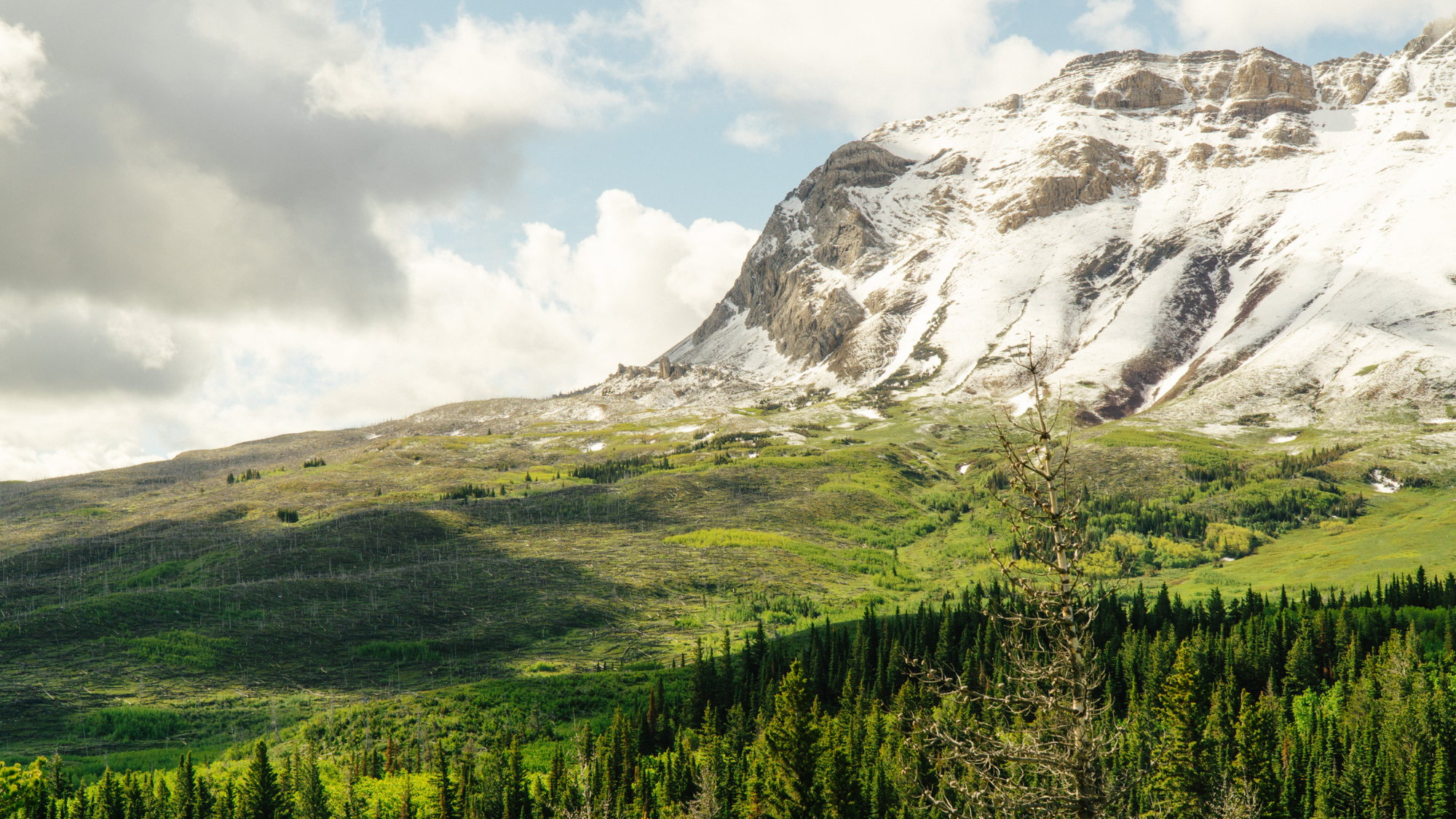 Vaste secteur gravement brûlé dans le parc national des Lacs-Waterton. Certaines zones sont demeurées forestières, tandis que d’autres ont été presque entièrement détruites par le feu, créant un laboratoire naturel pour étudier la régénération à l’éc