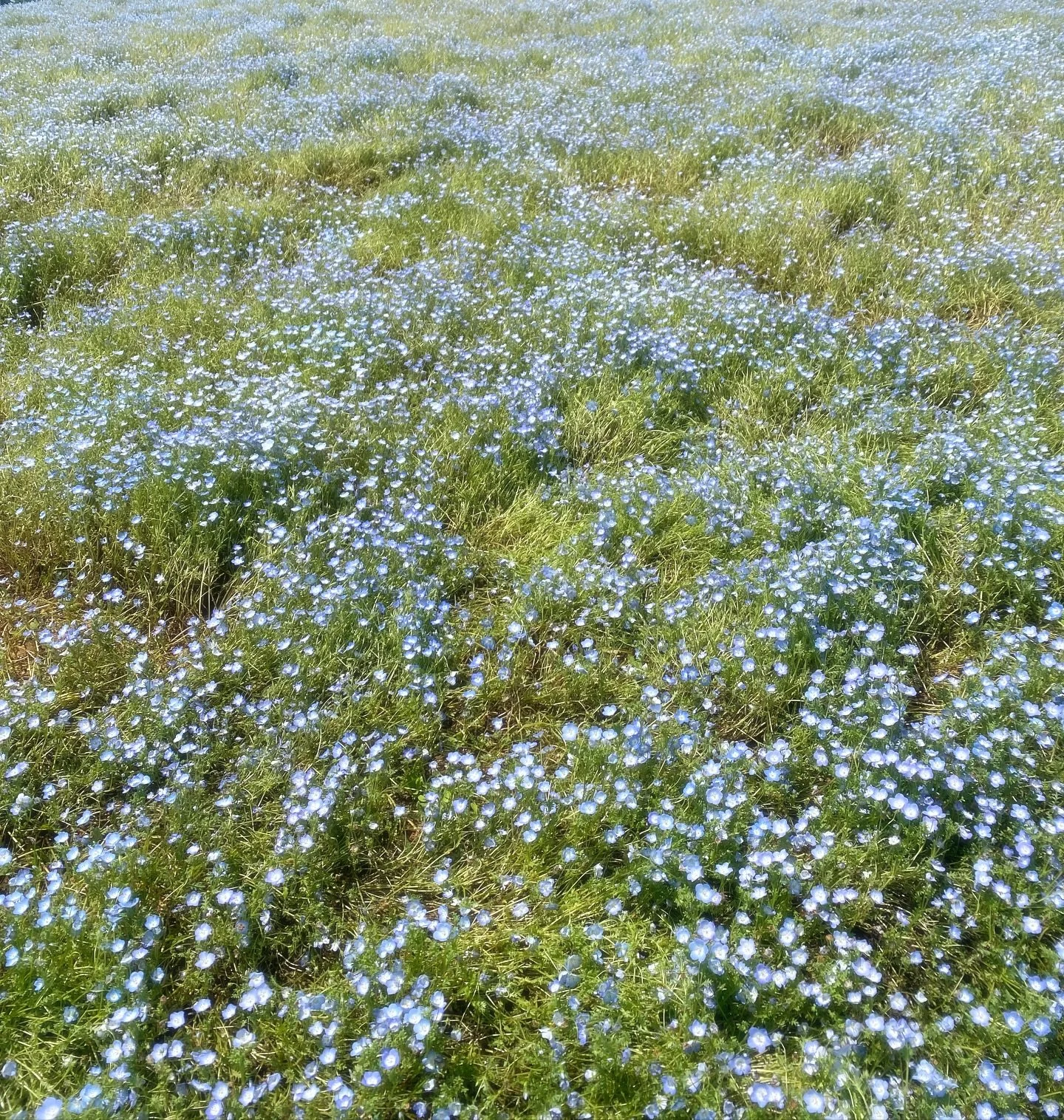 Just one hour later, these flowers were gone&mdash;pulled from the earth as their season ended. And it struck me: life is like this too. We rarely realise we&rsquo;re in a season until it&rsquo;s passed. We look back, and the moment is already gone.
