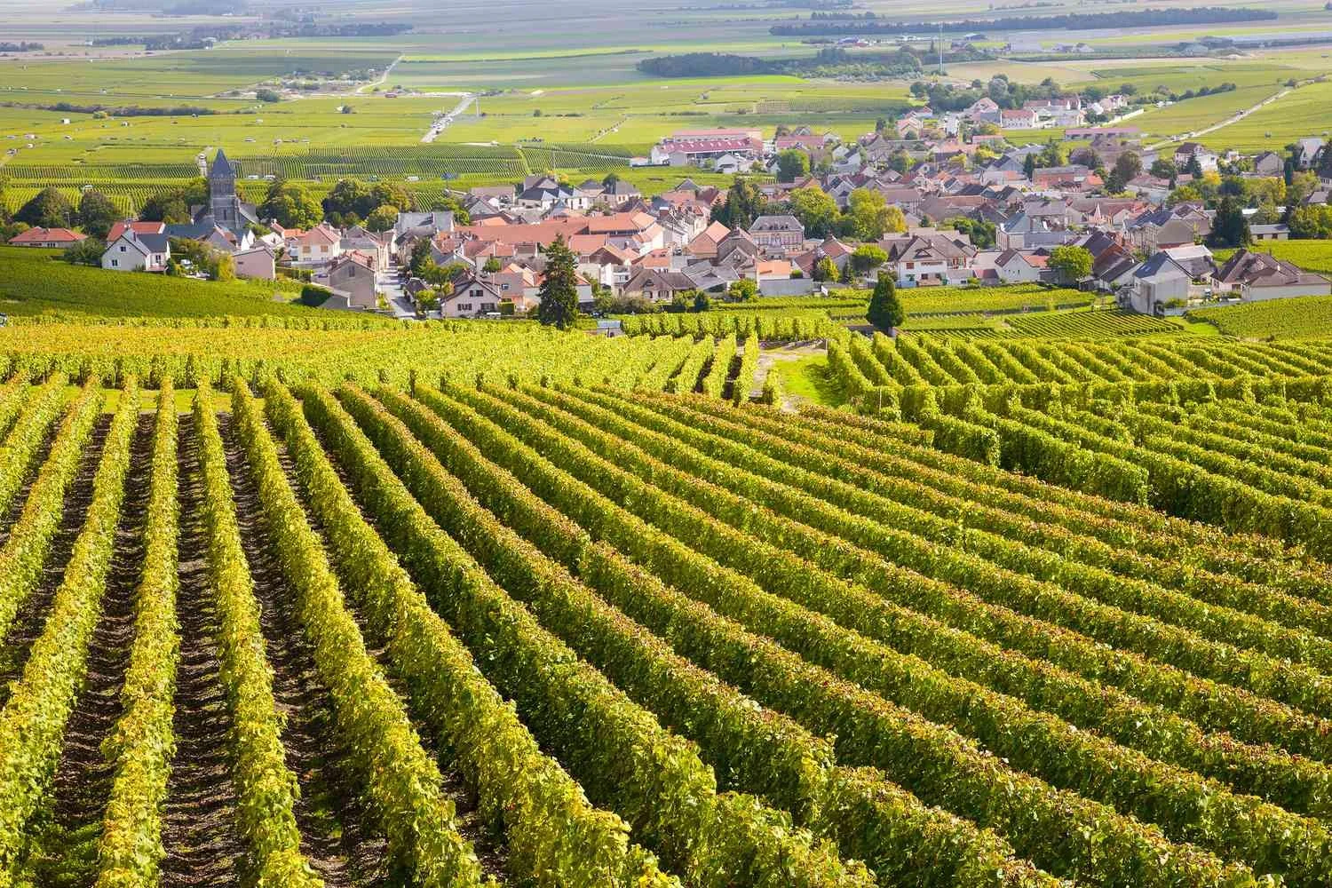 Burgundy Trip with Jessica Mozeico (Sold Out)