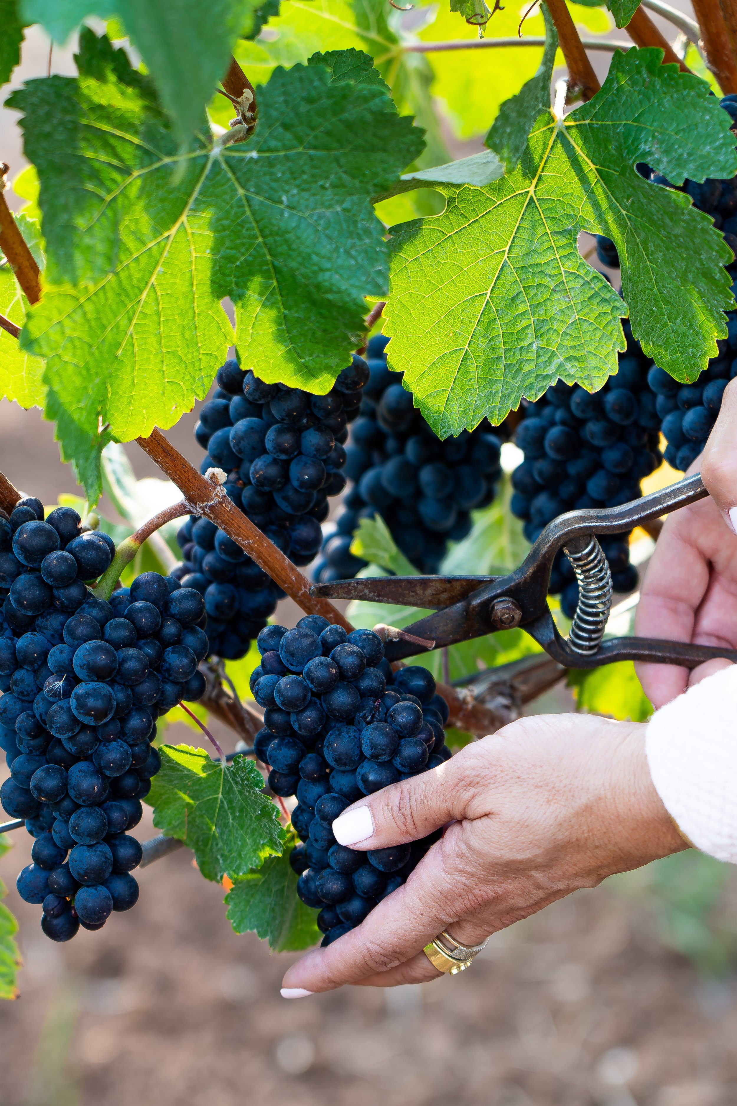 3 Things We Know About Harvest 2026