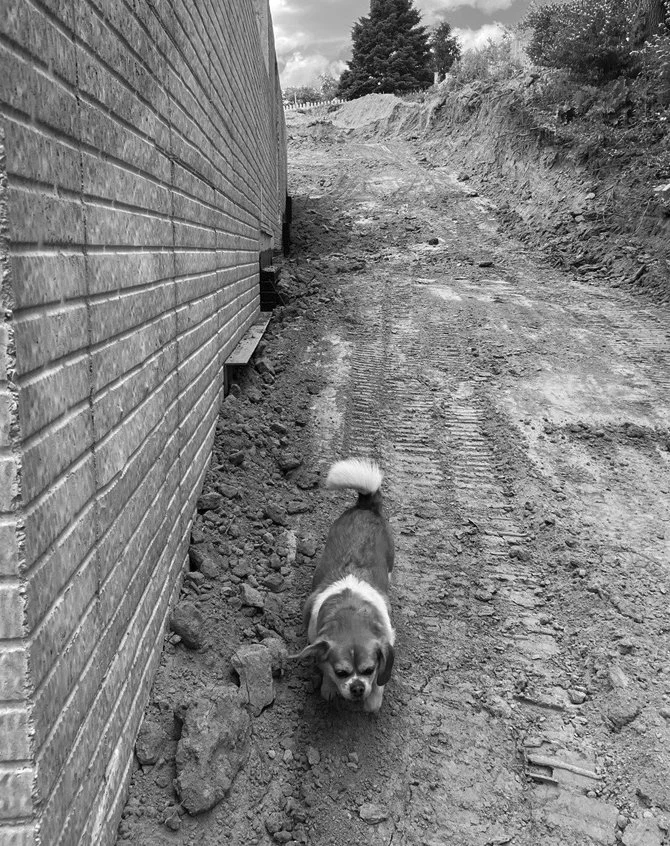 A small dog with a spotted face and tail raised, standing on a dirt path next to a brick wall during daytime, with trees and clouds in the background.