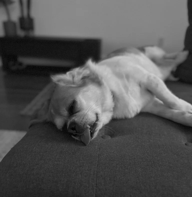 A dog sleeping on a couch with its tongue slightly sticking out, in black and white.