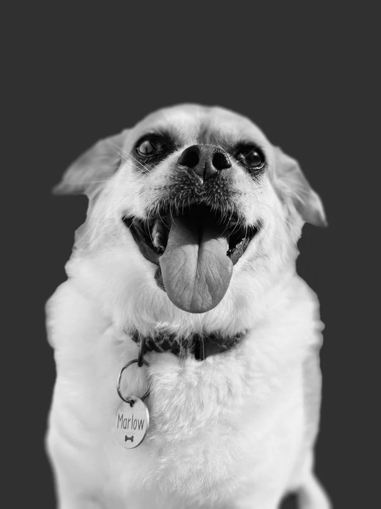 A happy small dog with a collar and a tag reading 'Marlow' on a dark background.