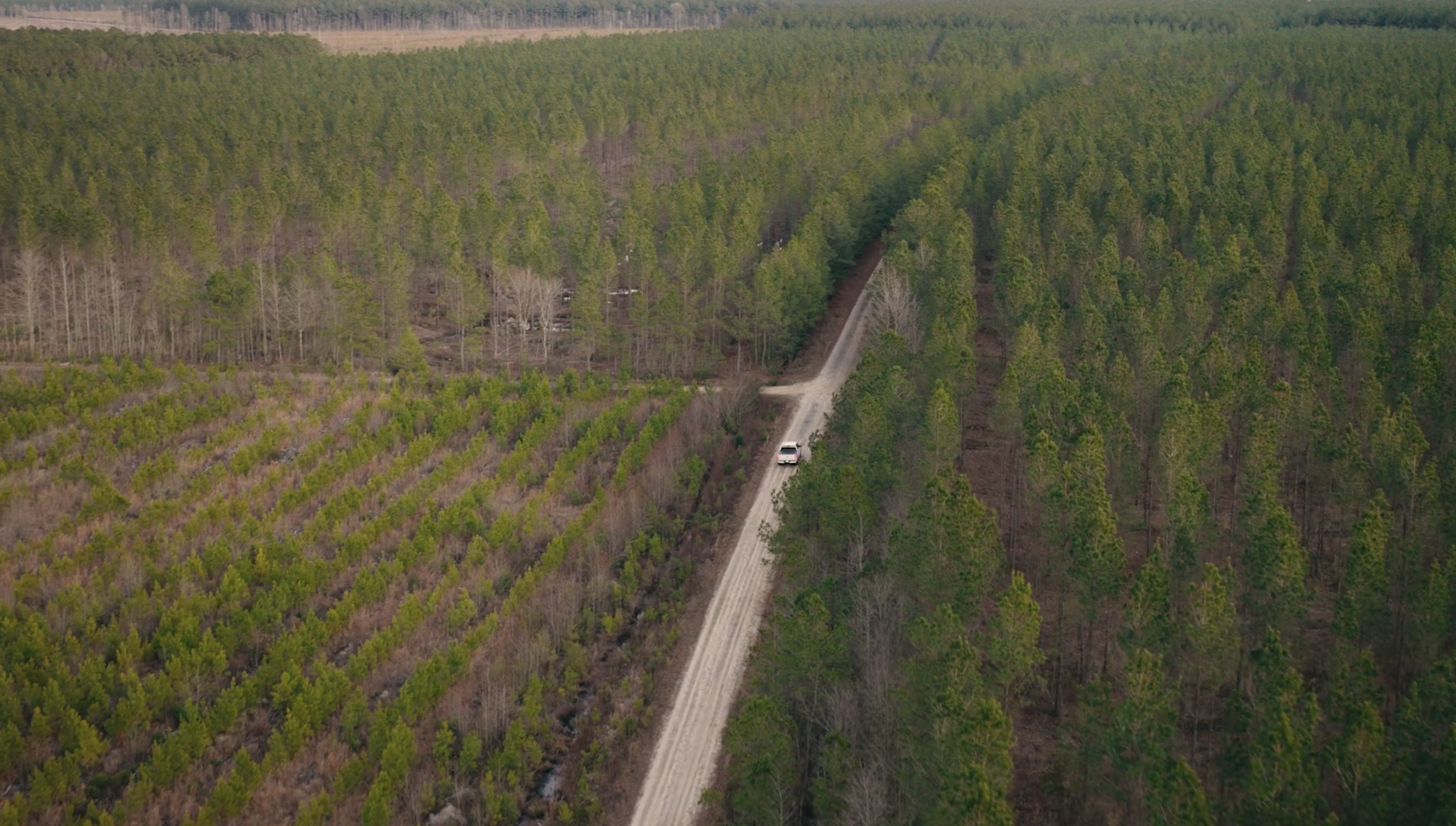 Working Forests | The New Yorker x Working Forests Initiative
