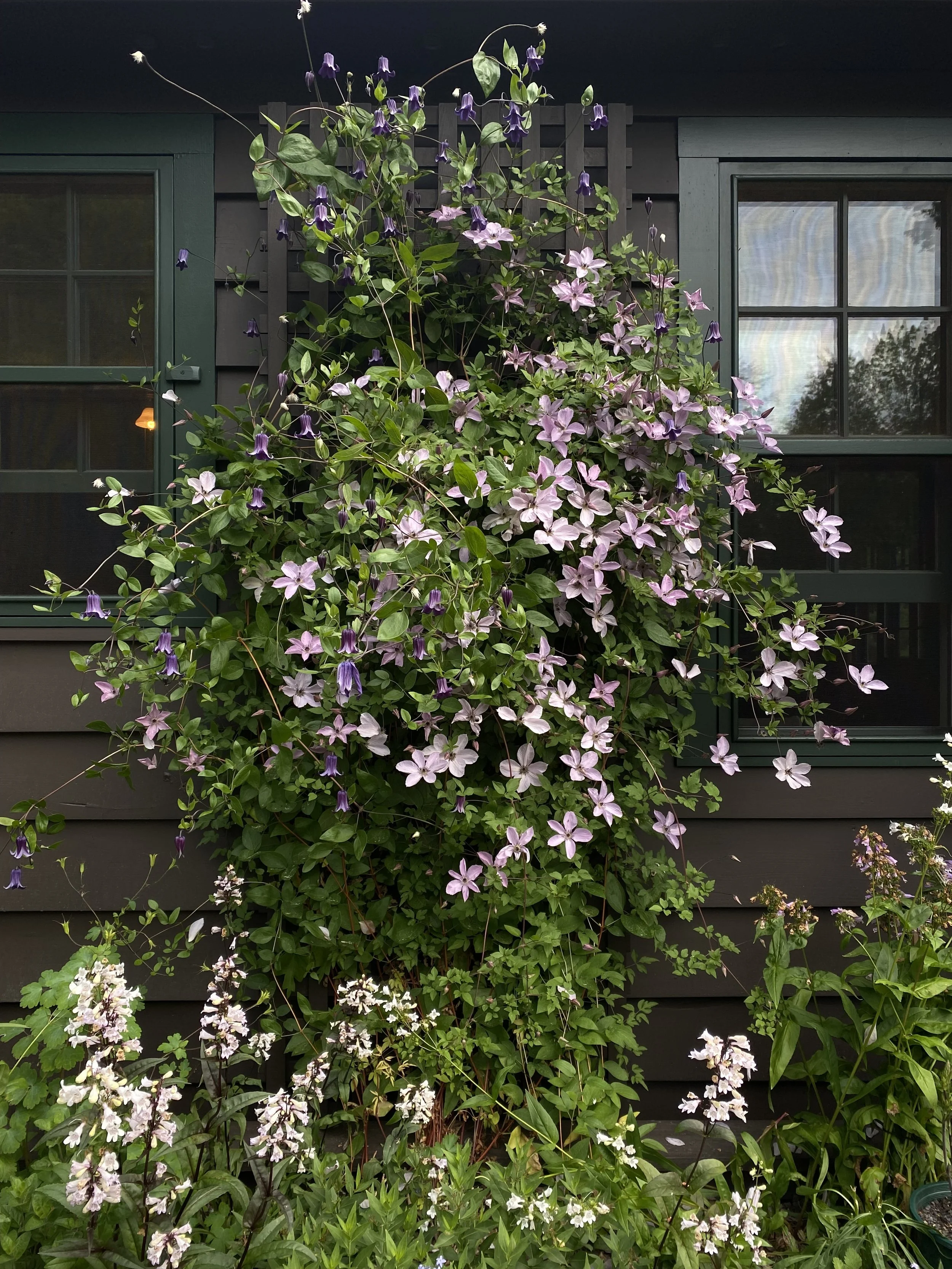A garden with flowering climbing plants in front of a dark-colored house with green window frames. The flowers are purple, pink, and white, and the house has multiple windows with some reflections.