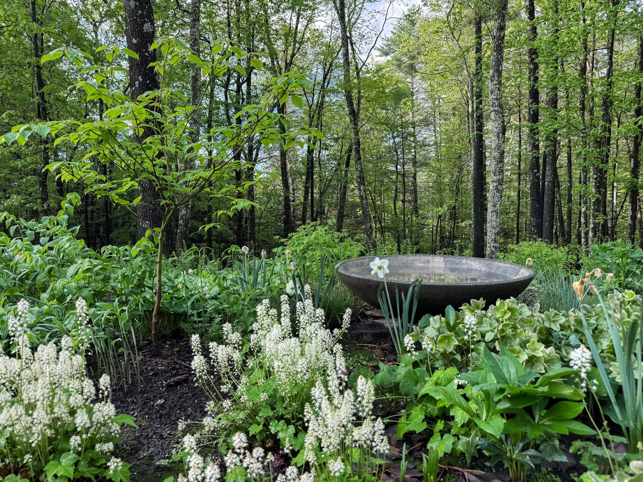 A lush green garden with various plants and flowers, a stone bird bath, and a forested backdrop.