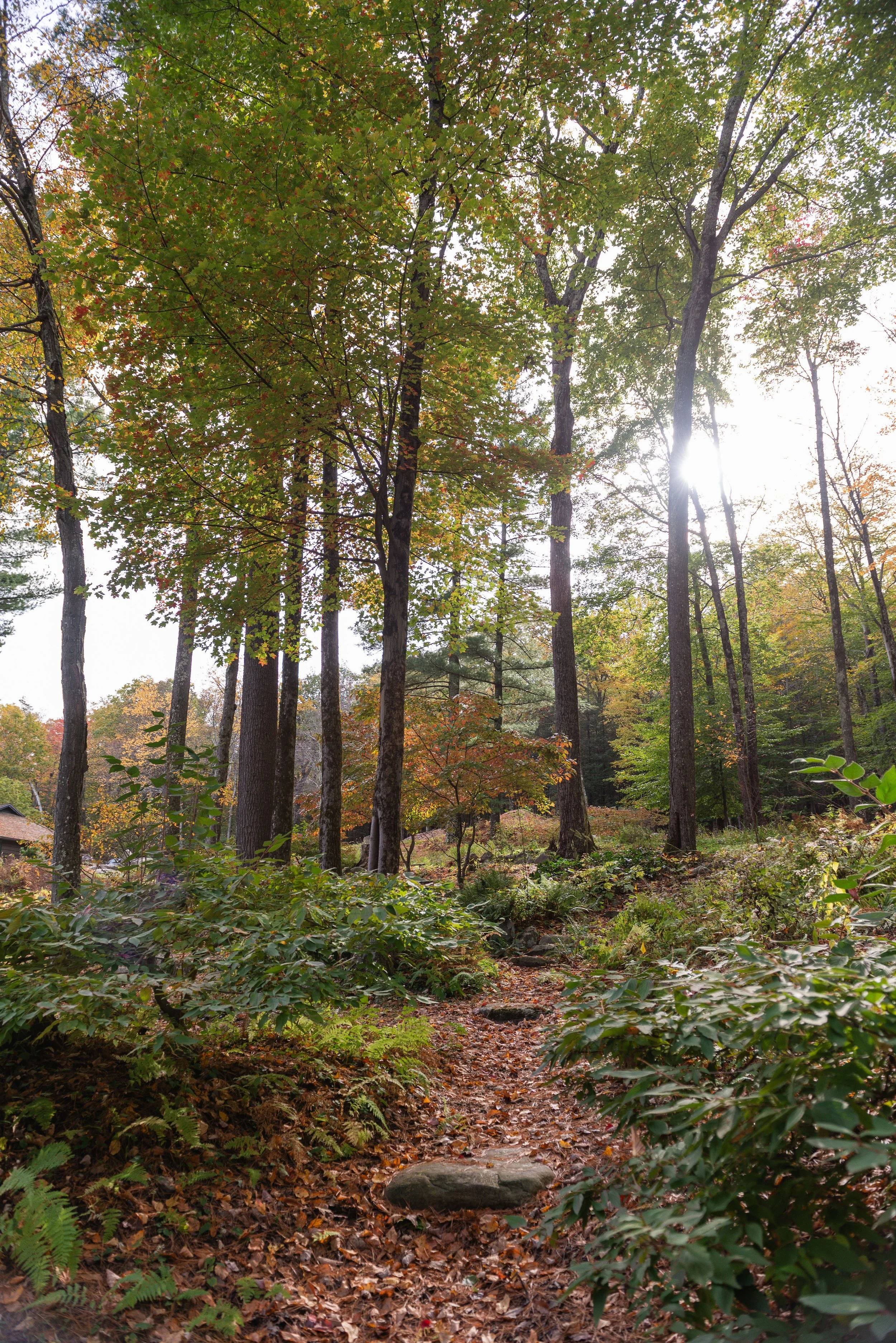 A wooded trail in a forest with trees displaying fall foliage, sunlight filtering through the leaves, and a leaf-covered ground.