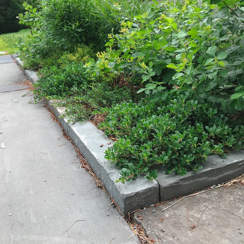 A concrete sidewalk next to a landscaped garden bed with green bushes and plants.