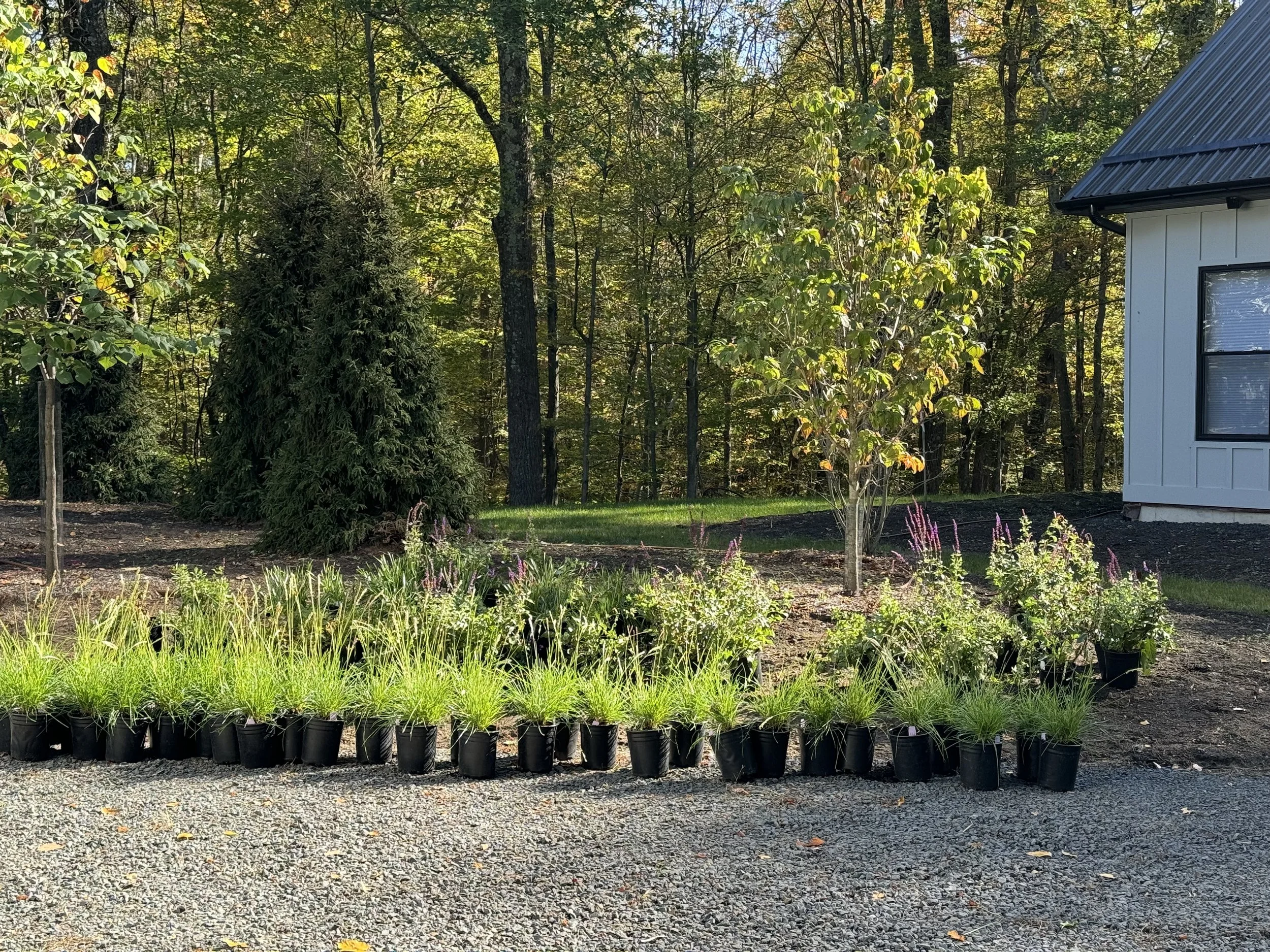 A row of potted plants for sale in front of a garden with trees and shrubs, with a house partially visible on the right.