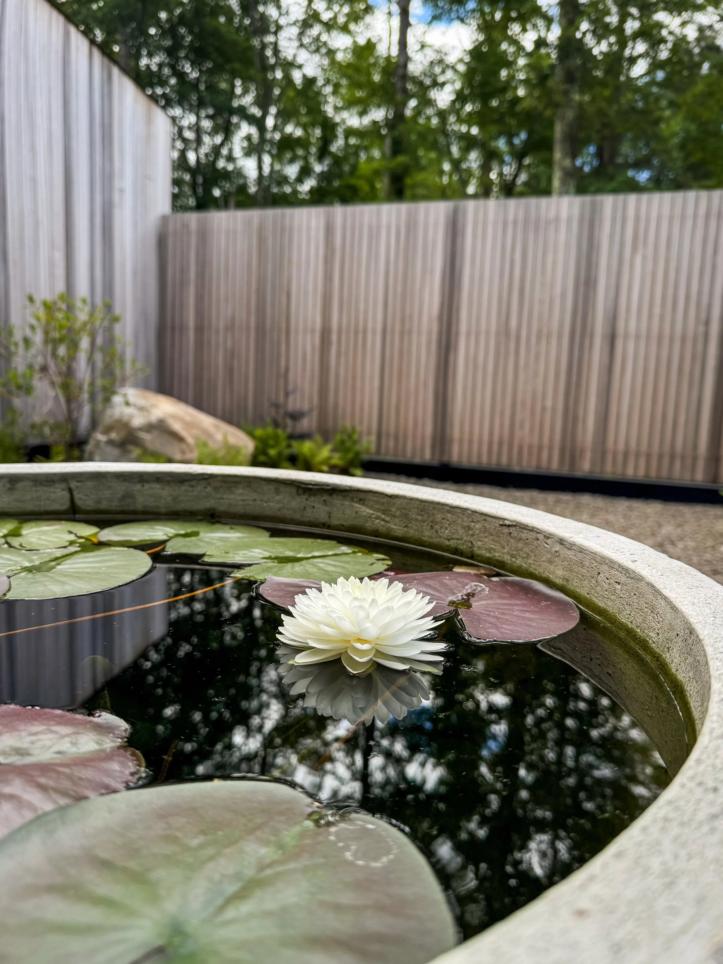 A white water lily floating on a dark pond surrounded by lily pads, with trees reflected on the water surface. A fence and trees are visible in the background.