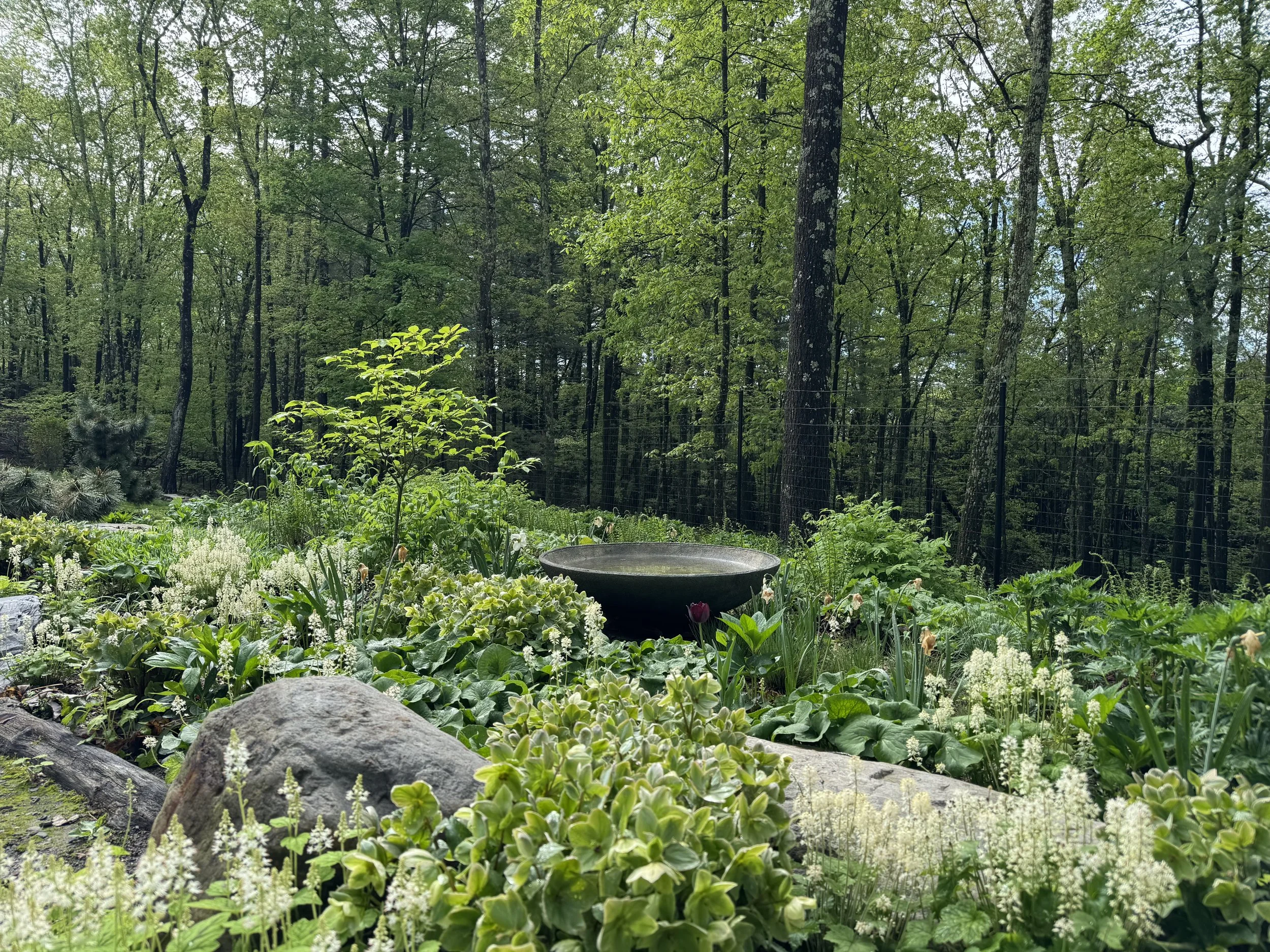 Garden with lush green plants, trees in the background, and a bird bath in the middle.