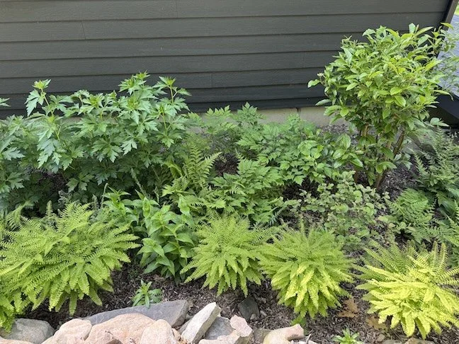 A garden bed with a variety of green leafy plants and ferns in front of a dark gray house siding.