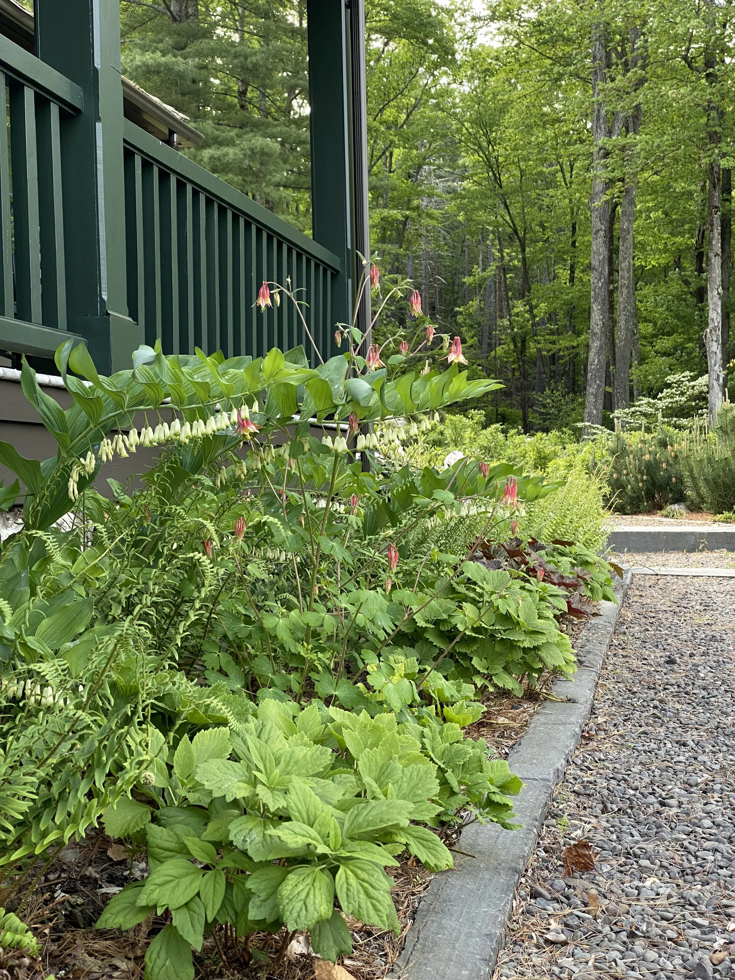 View of a garden with green plants and flowers along a stone-bordered gravel pathway, with trees and a green railing on a house in the background.