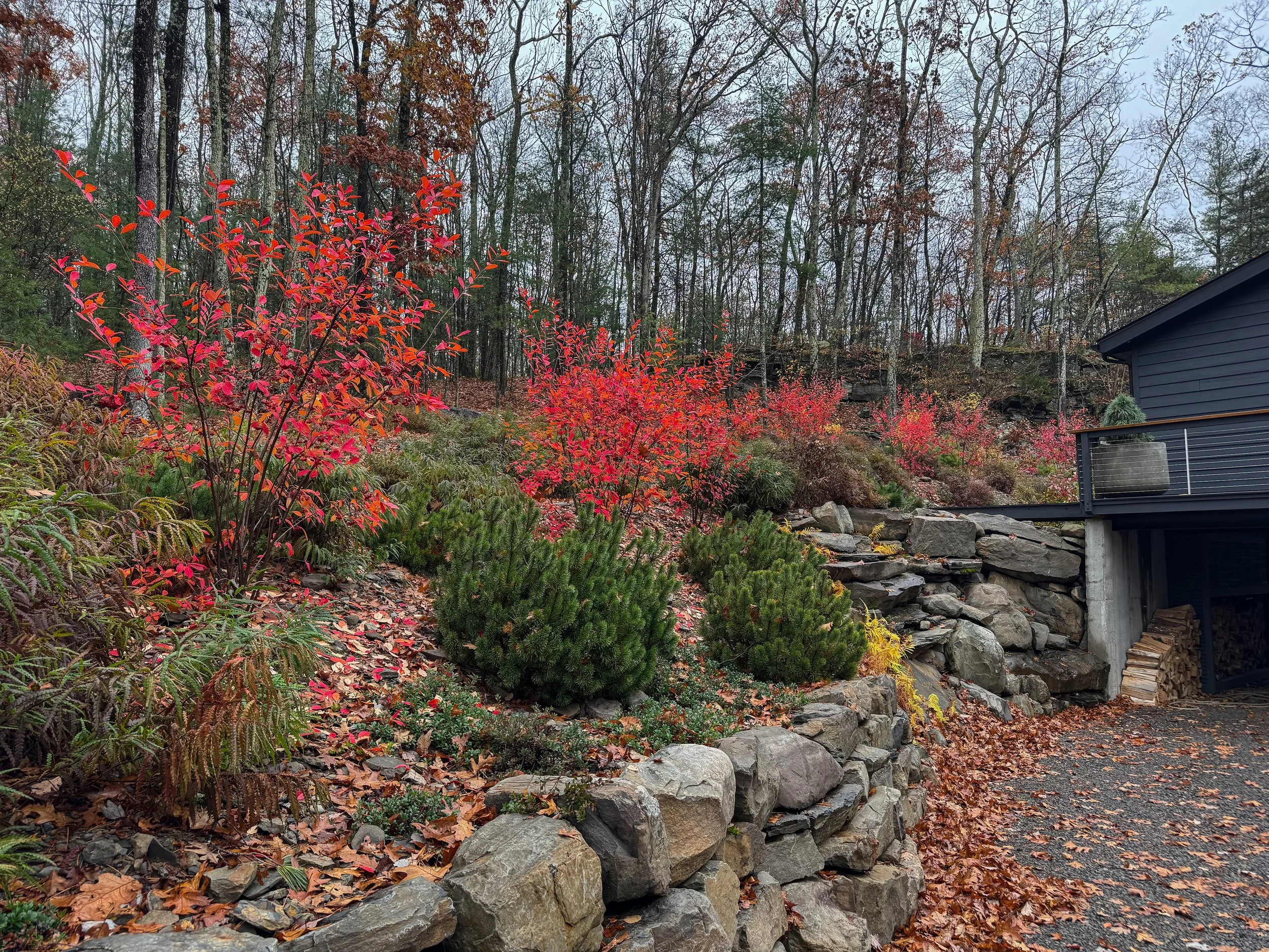 A landscaped yard with red and green bushes, large rocks, a stone retaining wall, bare trees in the background, and part of a house with black siding on the right.