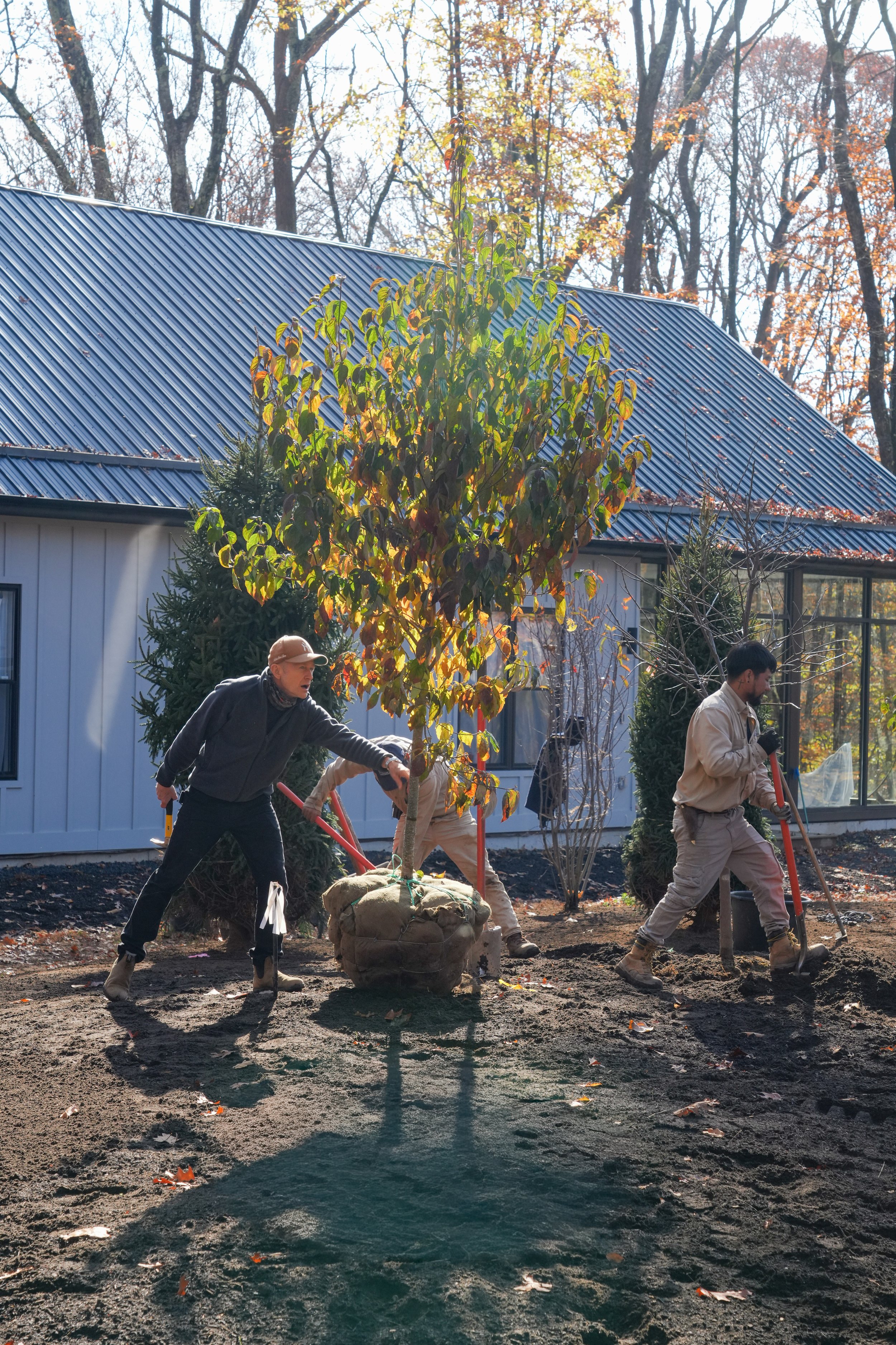 People planting a tree in a gardenyard during fall, with a blue metal roof house and leafless trees in the background.