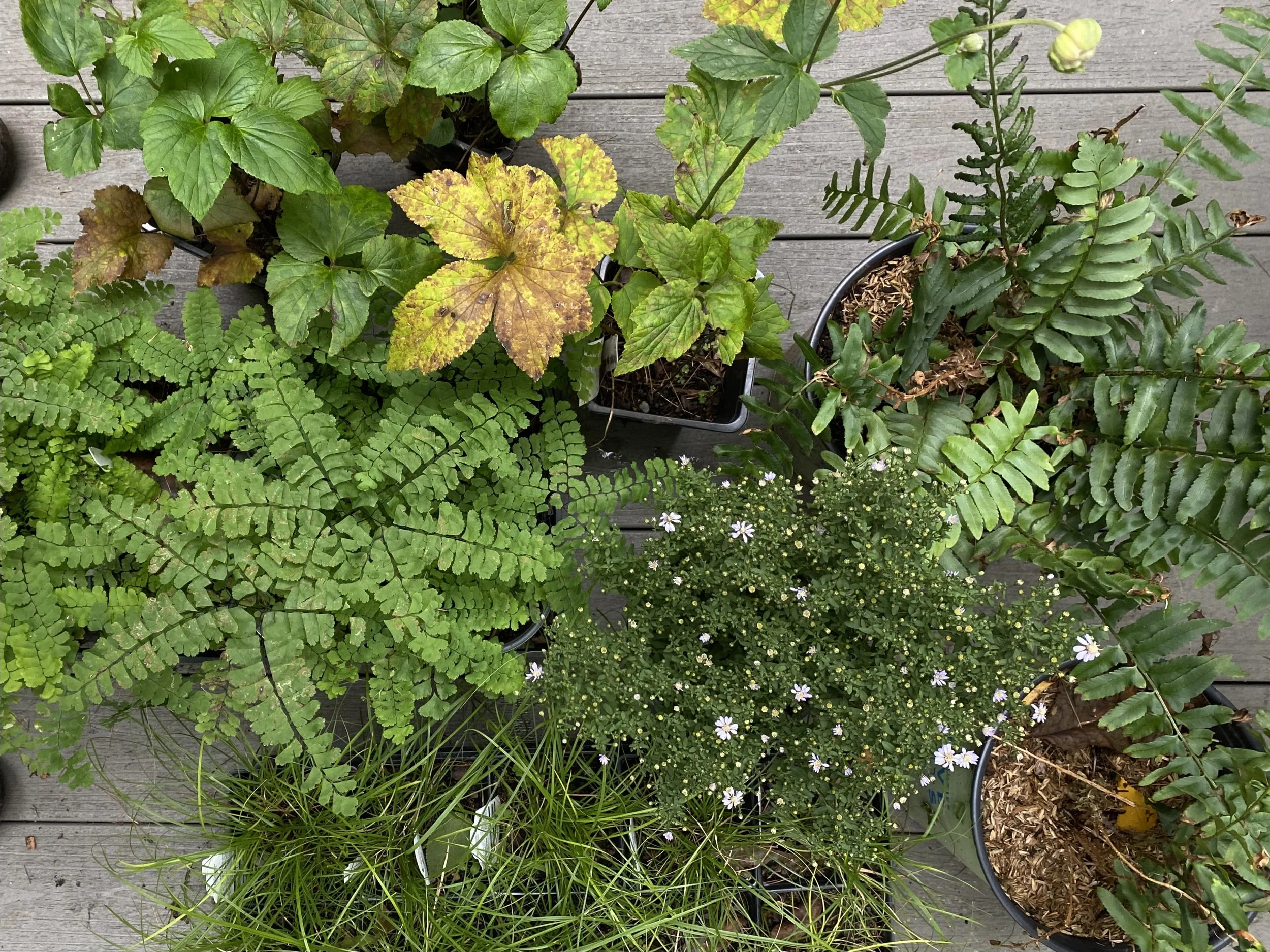 Top view of various potted plants on a wooden surface, including ferns, leafy plants with yellowing leaves, and small white flowers.