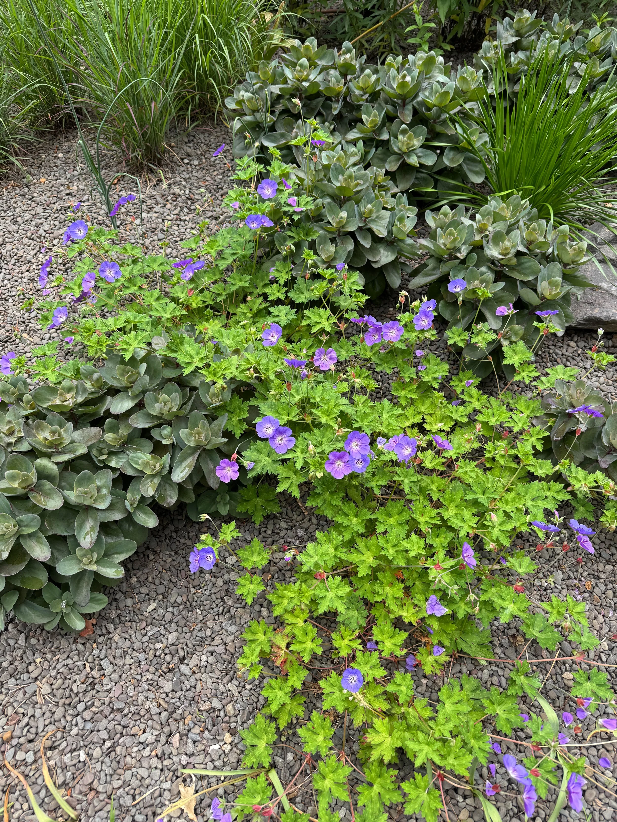 Colorful garden with purple and blue flowers, green leafy plants, and dark gray gravel ground.