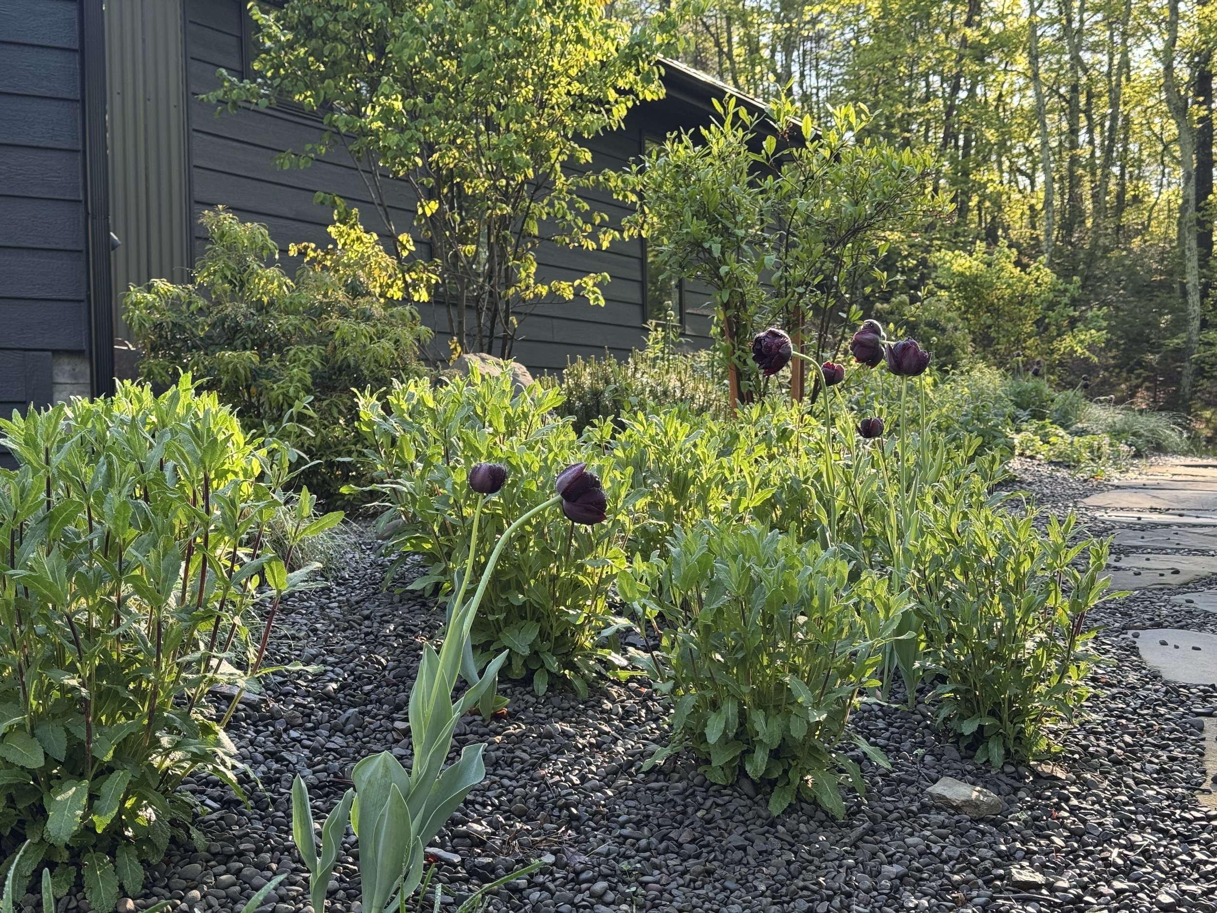 A garden with various green plants and purple tulips along a stone pathway, next to a house with dark siding and a forested area in the background, illuminated by sunlight.