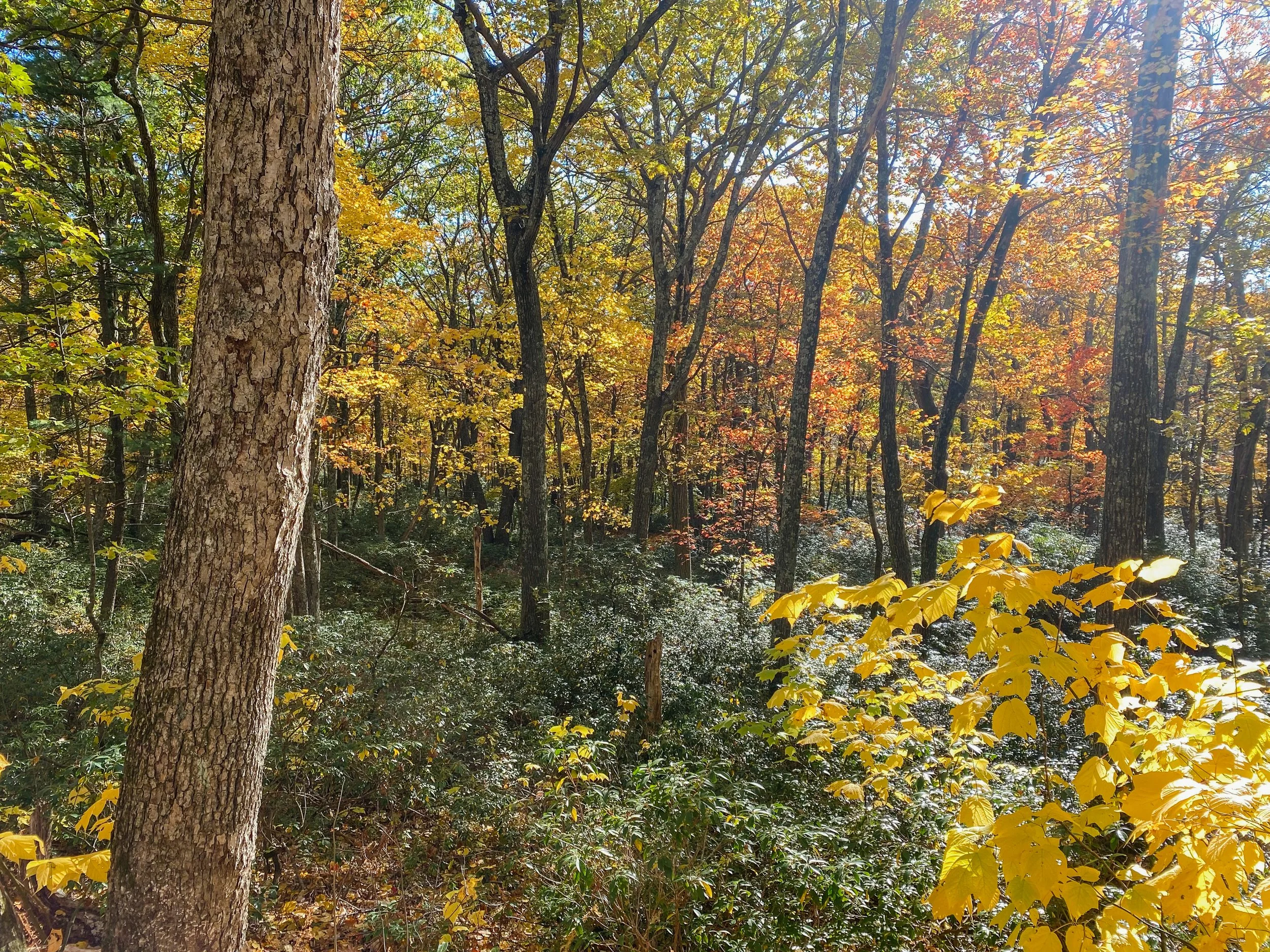 Upstate New York landscaping. Catskills landscaper. Hudson River Valley landscaper. Best landscaper in upstate New York. Best landscaper in Hudson River Valley. Best landscaper in the Catskills.