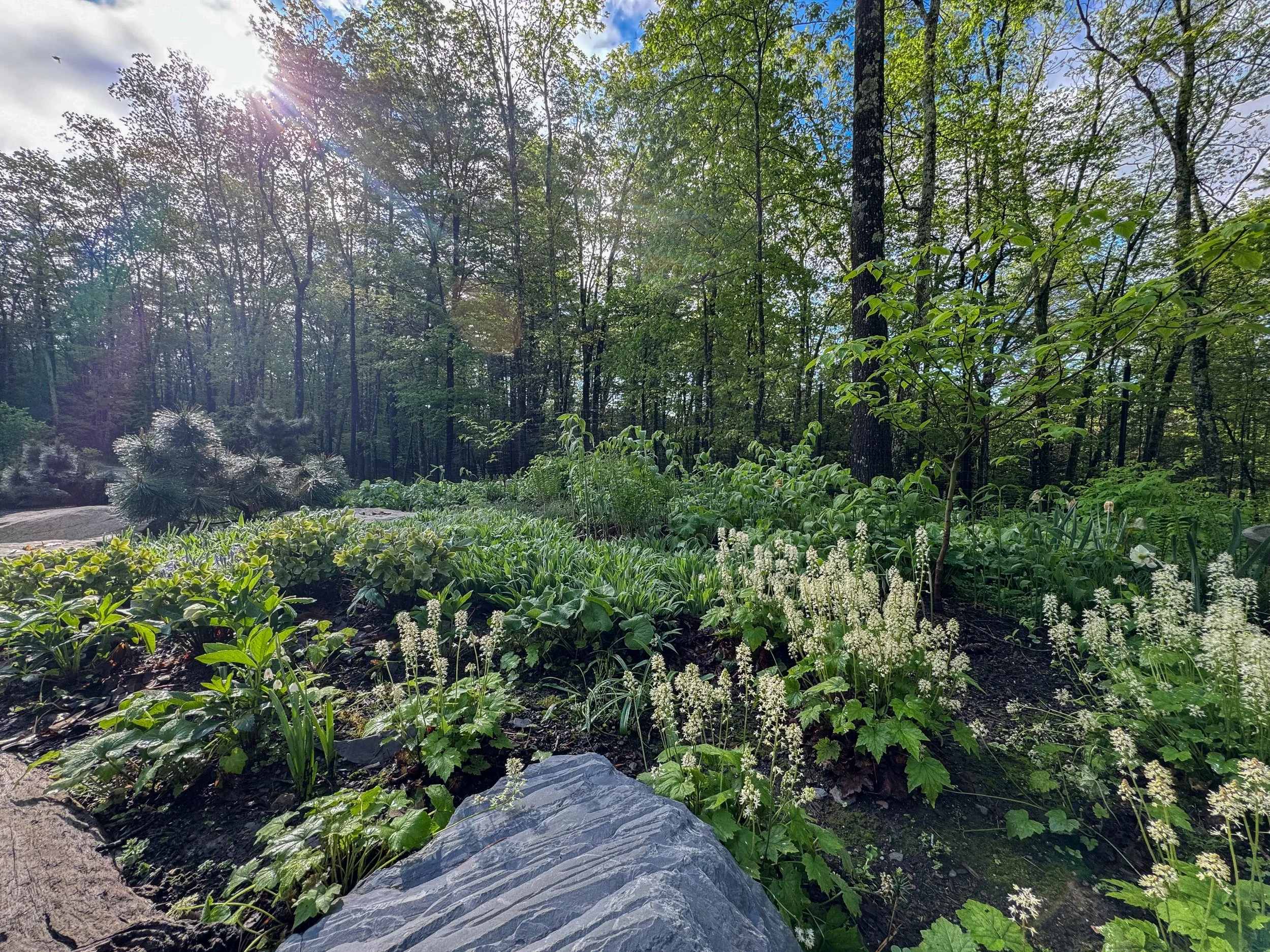 A lush forest scene during daytime with sunlight filtering through green trees and a garden bed with low plants and white flowers.