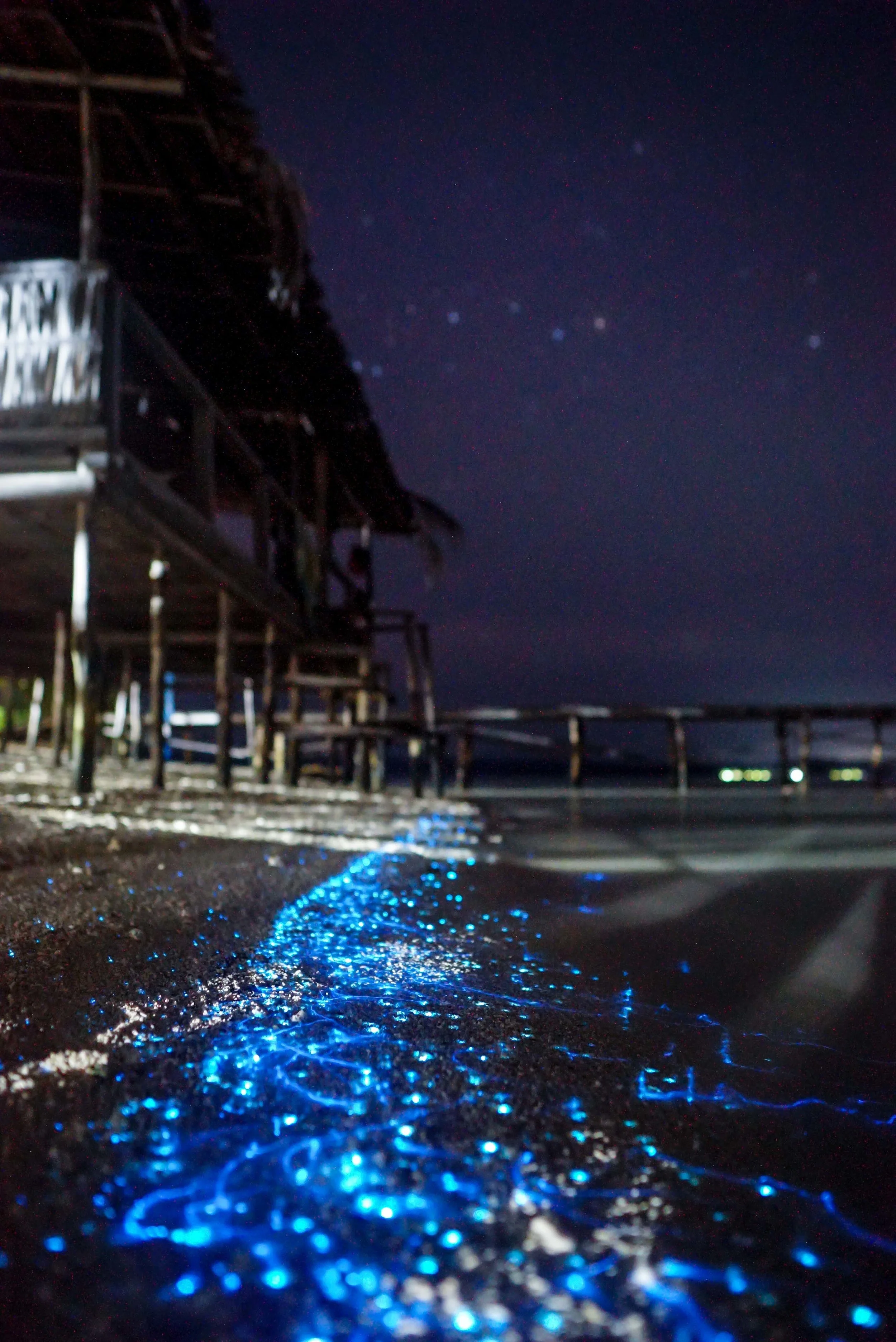 Bioluminescence in Raja Ampat Islands, Indonesia