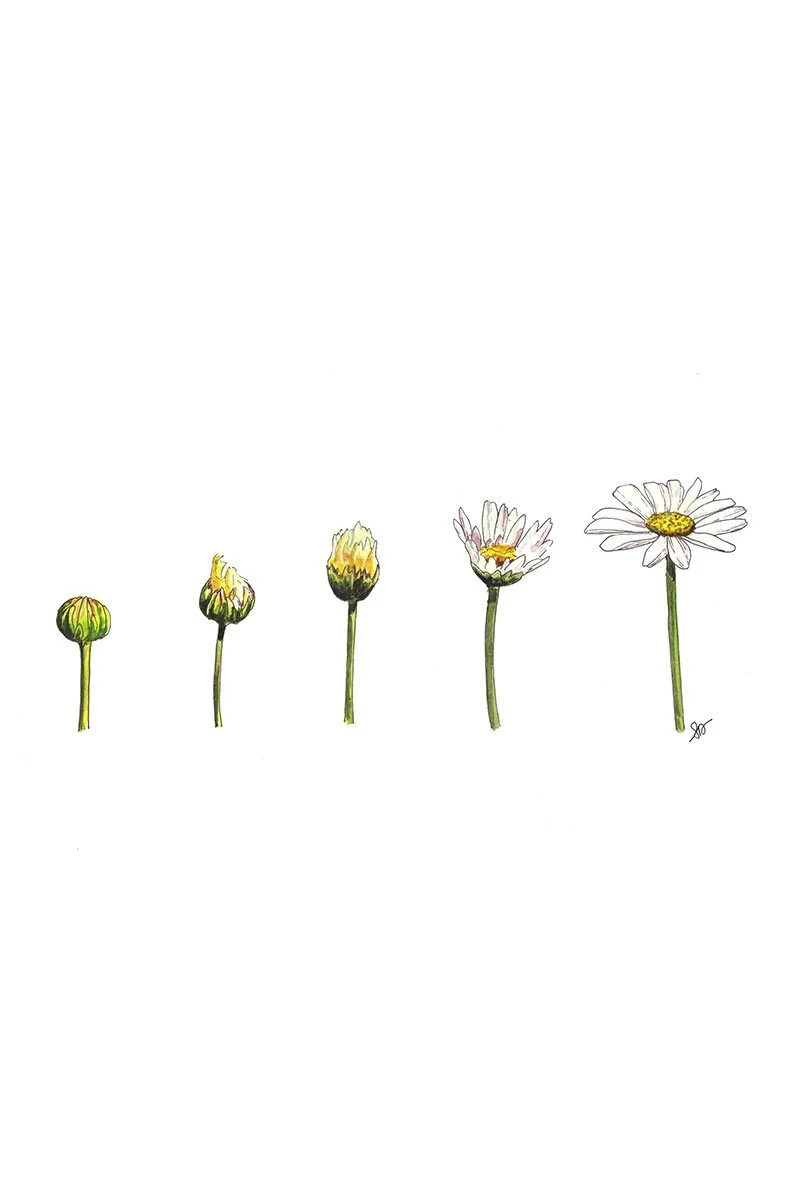 Tumblr Daisy Drawing