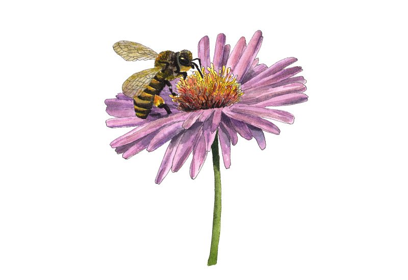 Pollinator