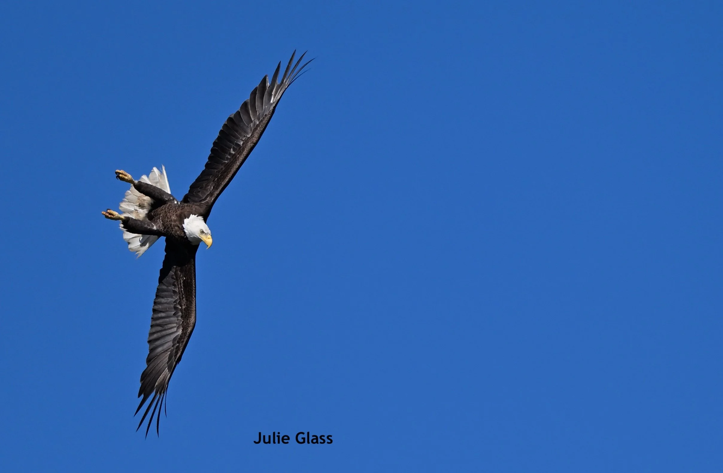 Bald Eagle
Magnolia Plantation, SC 2026