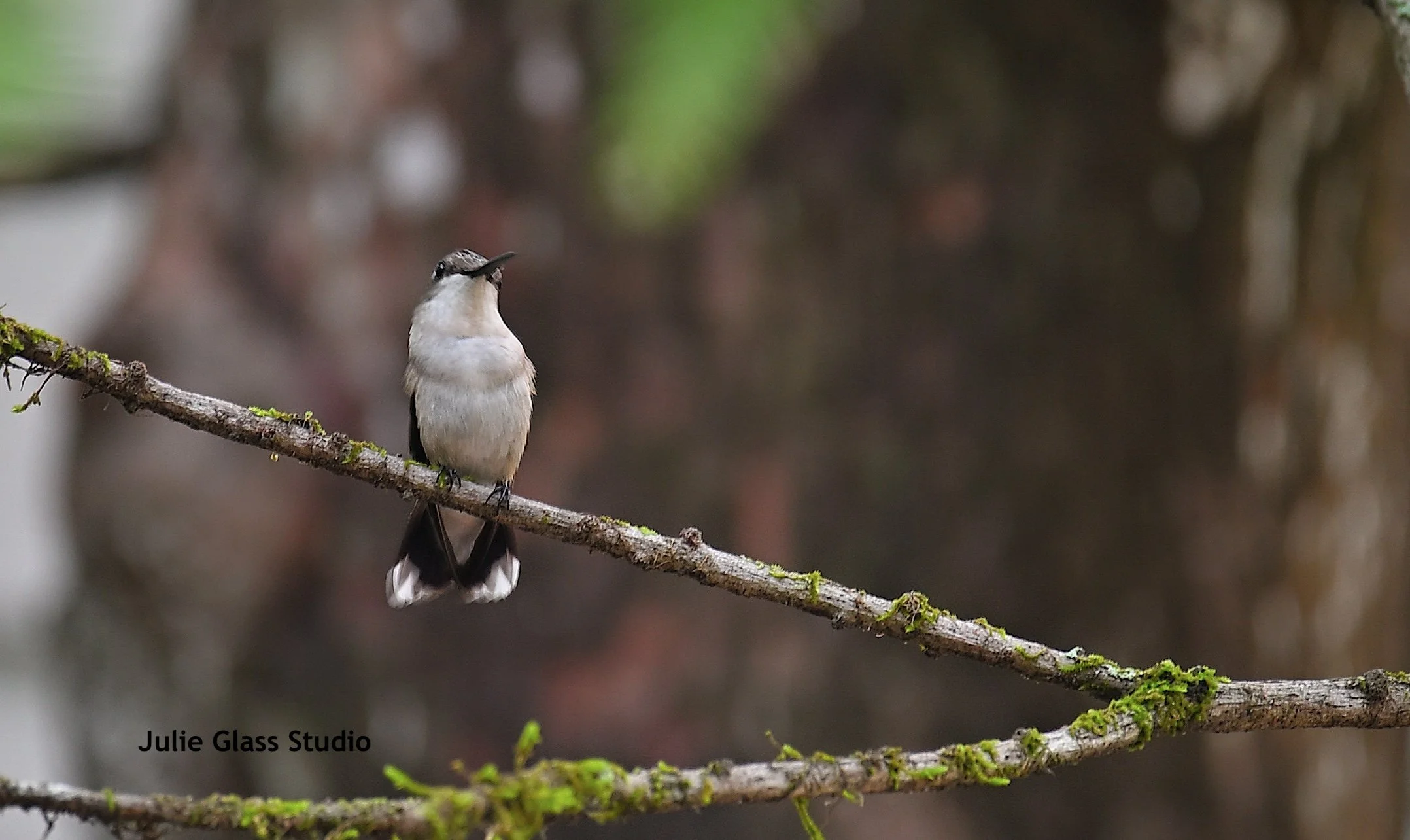 Female Ruby Throated Hummingbird
Caw Caw Interpretive Center, SC 2025