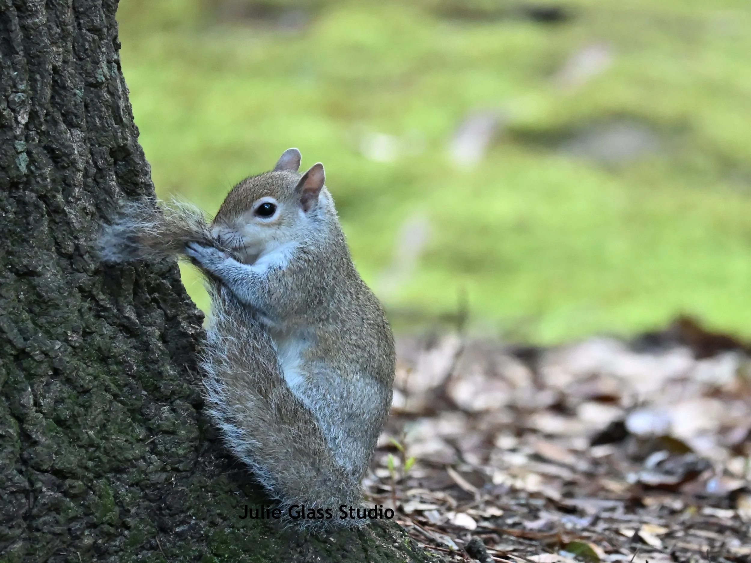 Grey Squirrel
Caw Caw Interpretive Ctr., SC 2025
