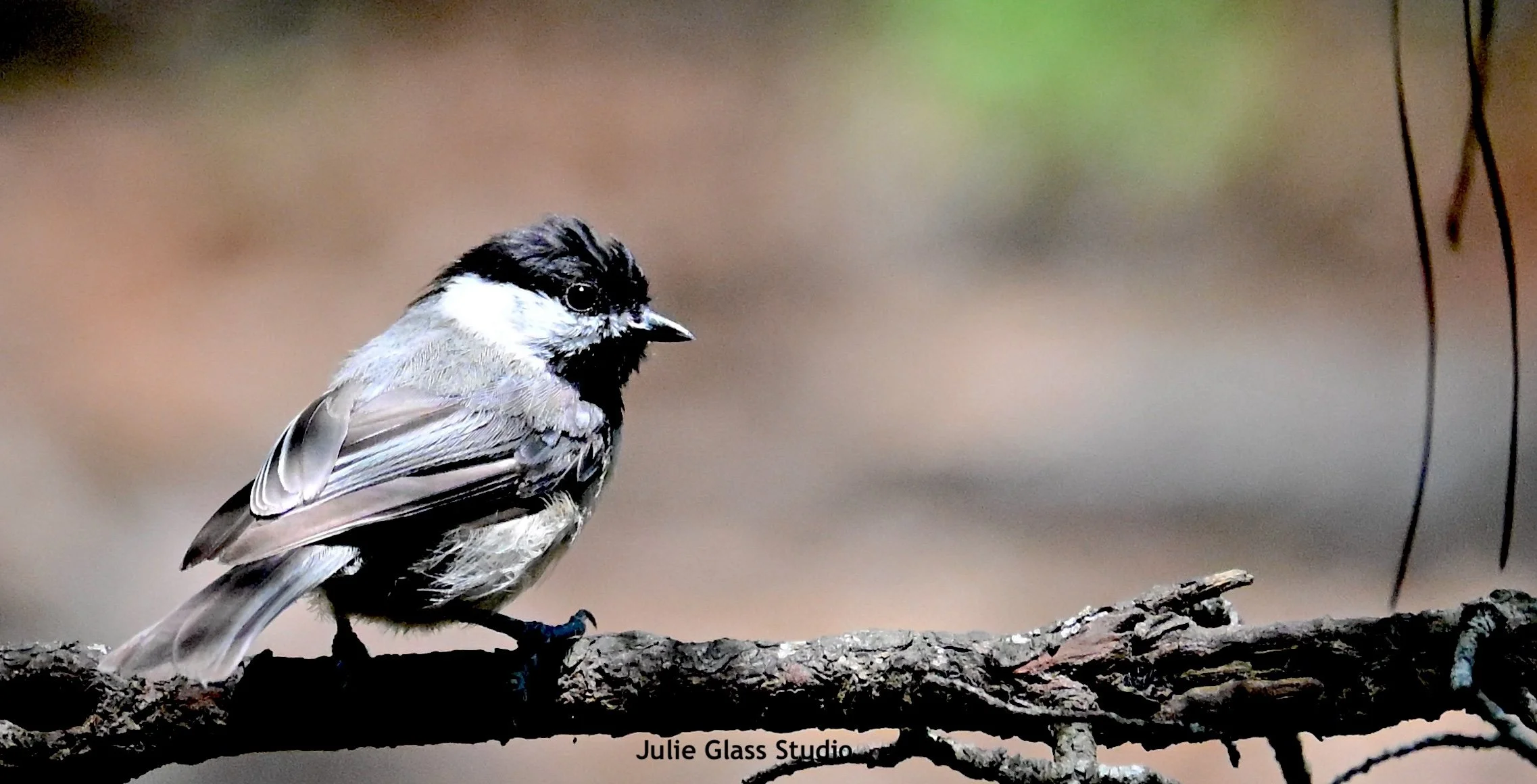Carolina Chickadee
Caw Caw Interpretive Ctr. SC 2025