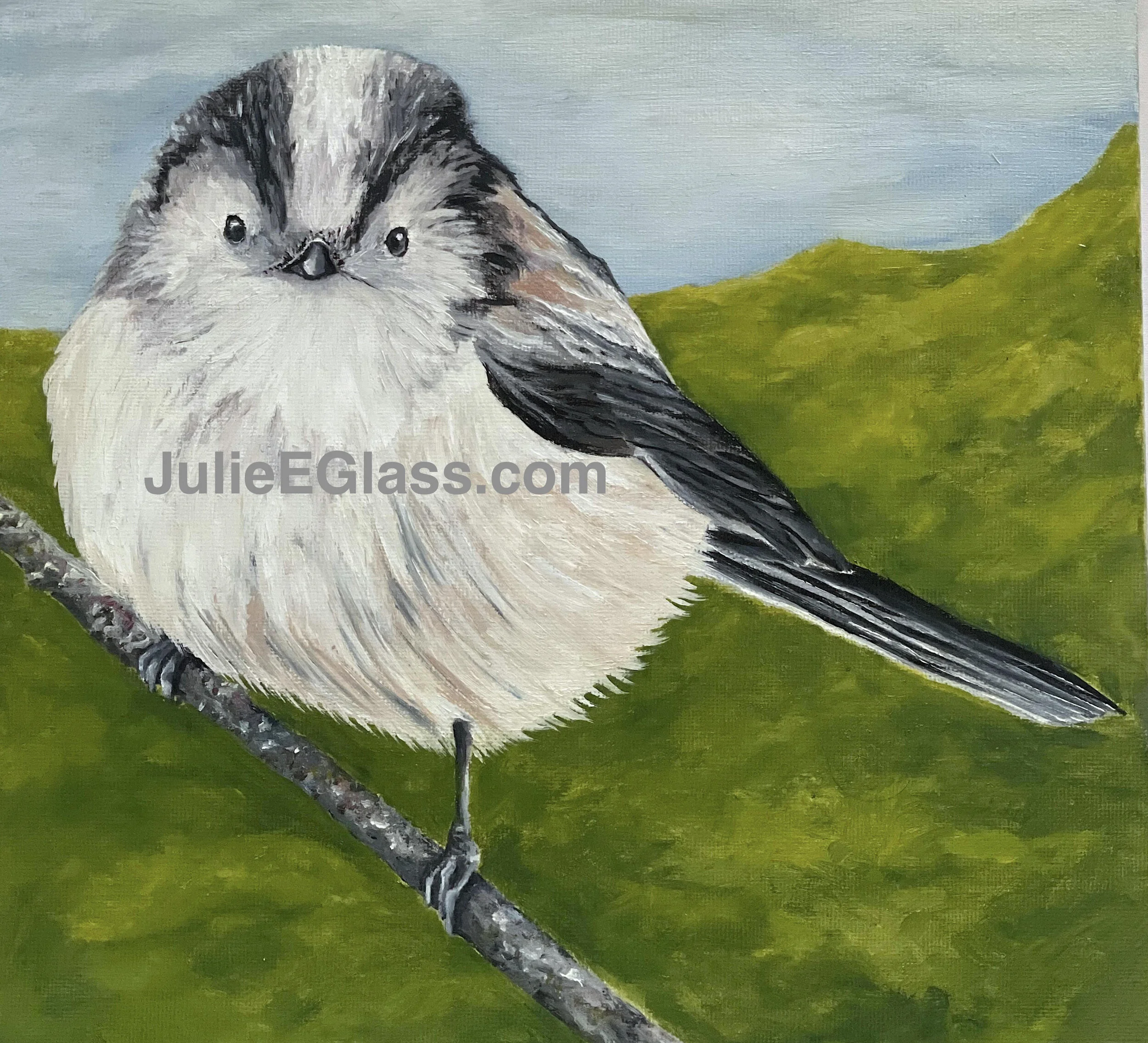 Betty is a Long-tailed Tit!  It is best to find this small, lollypop looking bird in gardens and in wild overgrown areas.  She is super social, living with lots of other Long- tailed Tits in Europe and Asia.  She builds her nest with moss and spider-