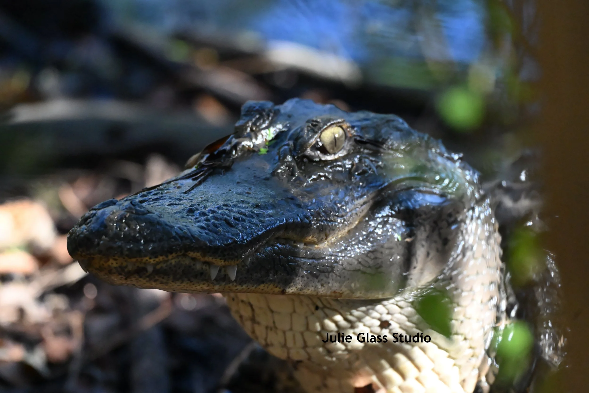 American Alligator
Hunting Beach State Park, SC 2025