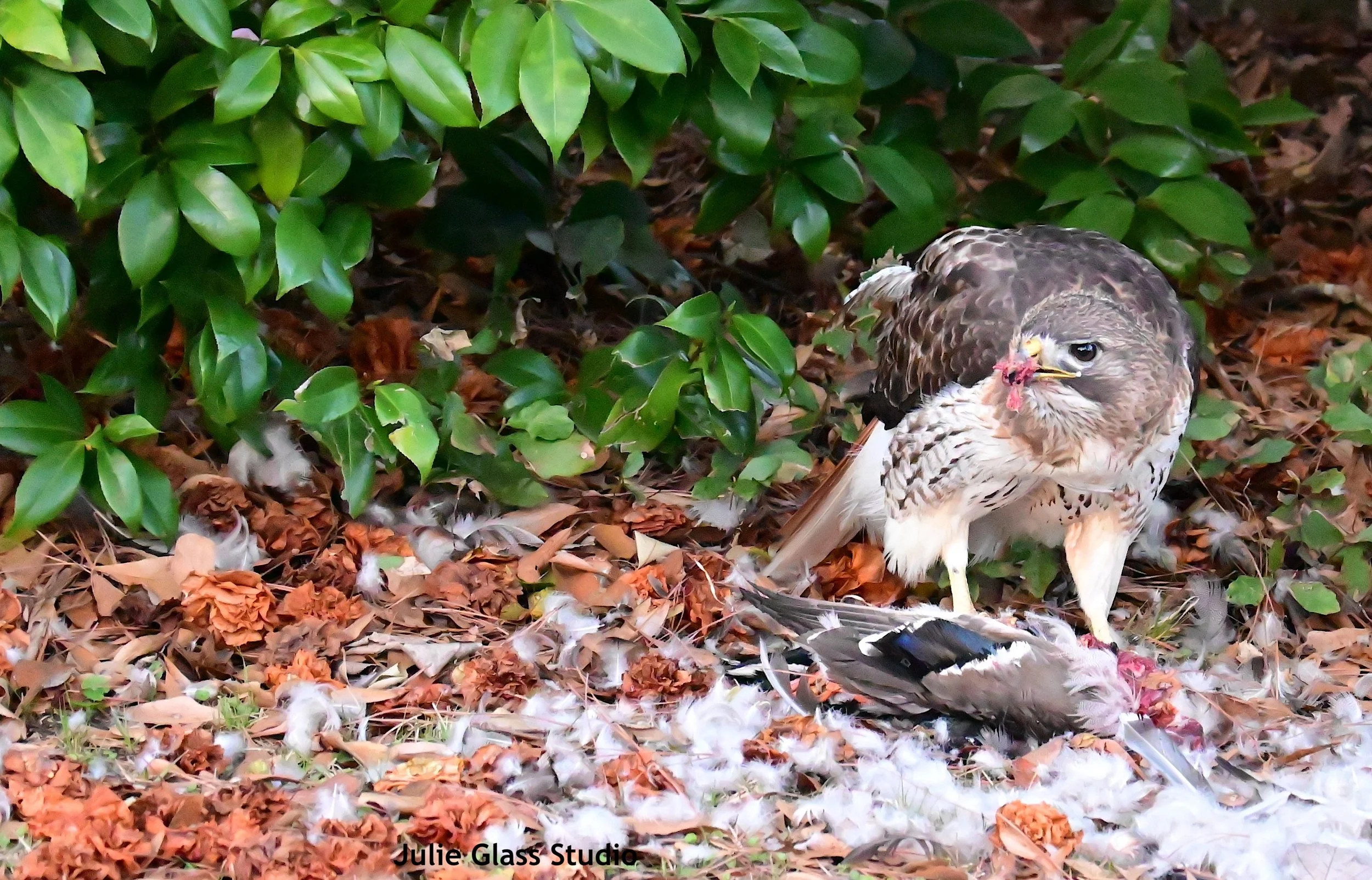 Red tailed Hawk and what's left of a male mallard
James Is., SC 2025