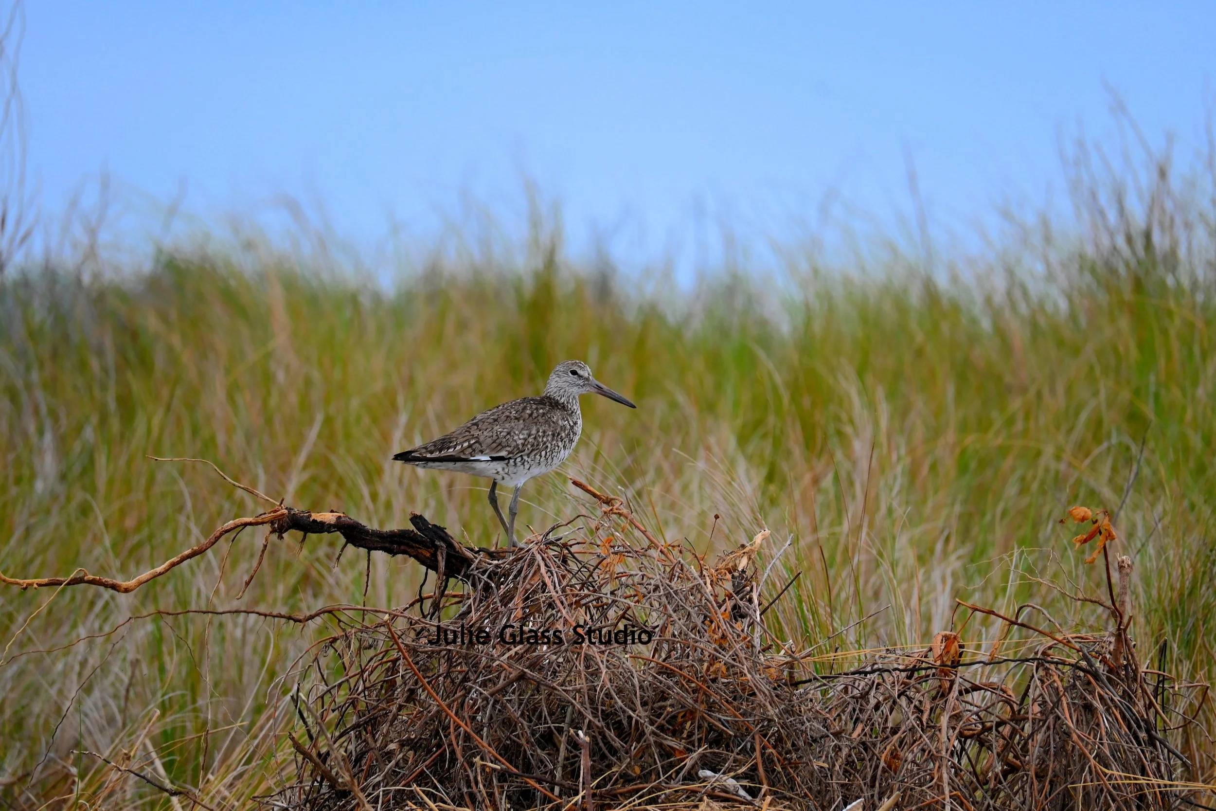 Willet
Morris Is., SC 2025