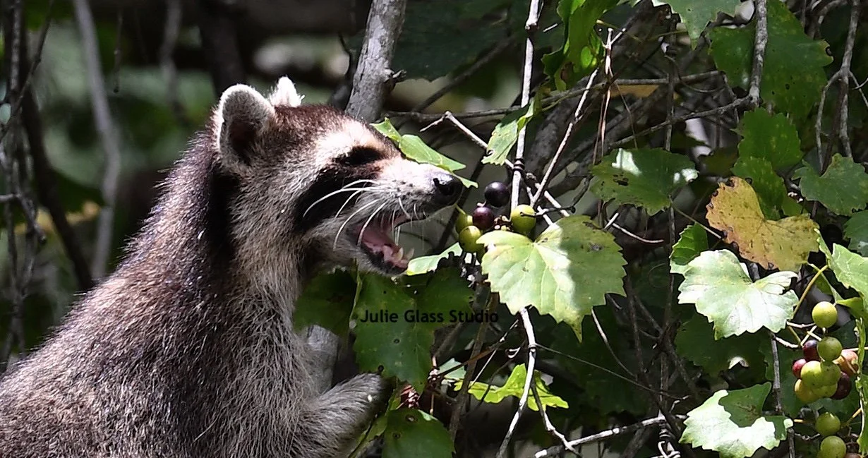 Young Raccoon
Caw Caw Interpretive Ctr., SC 2025