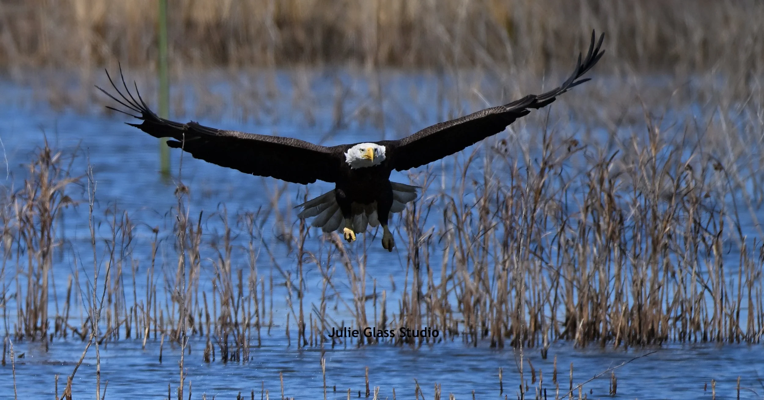 Bald Eagle
Magnolia Plantation, SC 2026