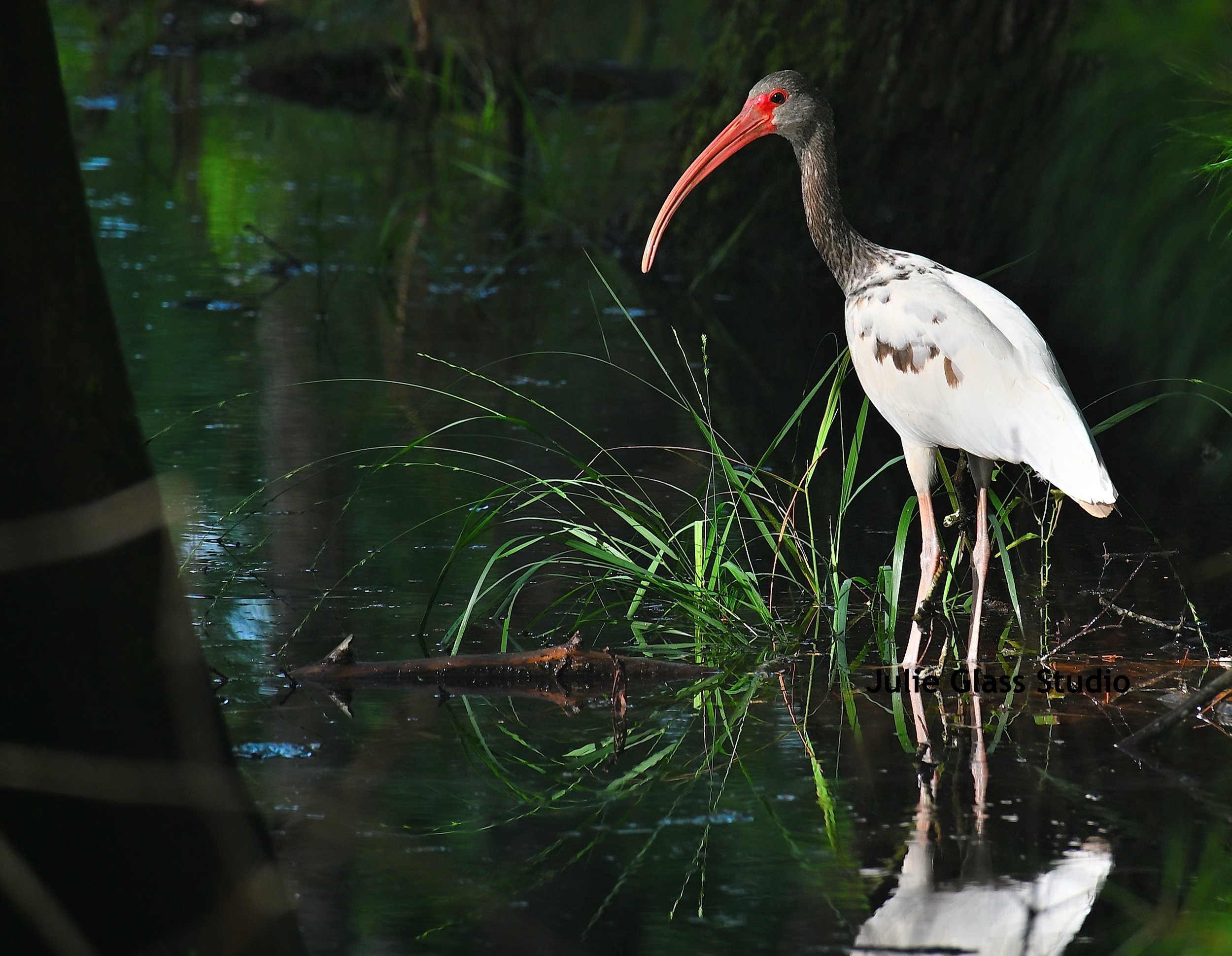 Ibis
Caw Caw Interpretive Ctr., SC 2025