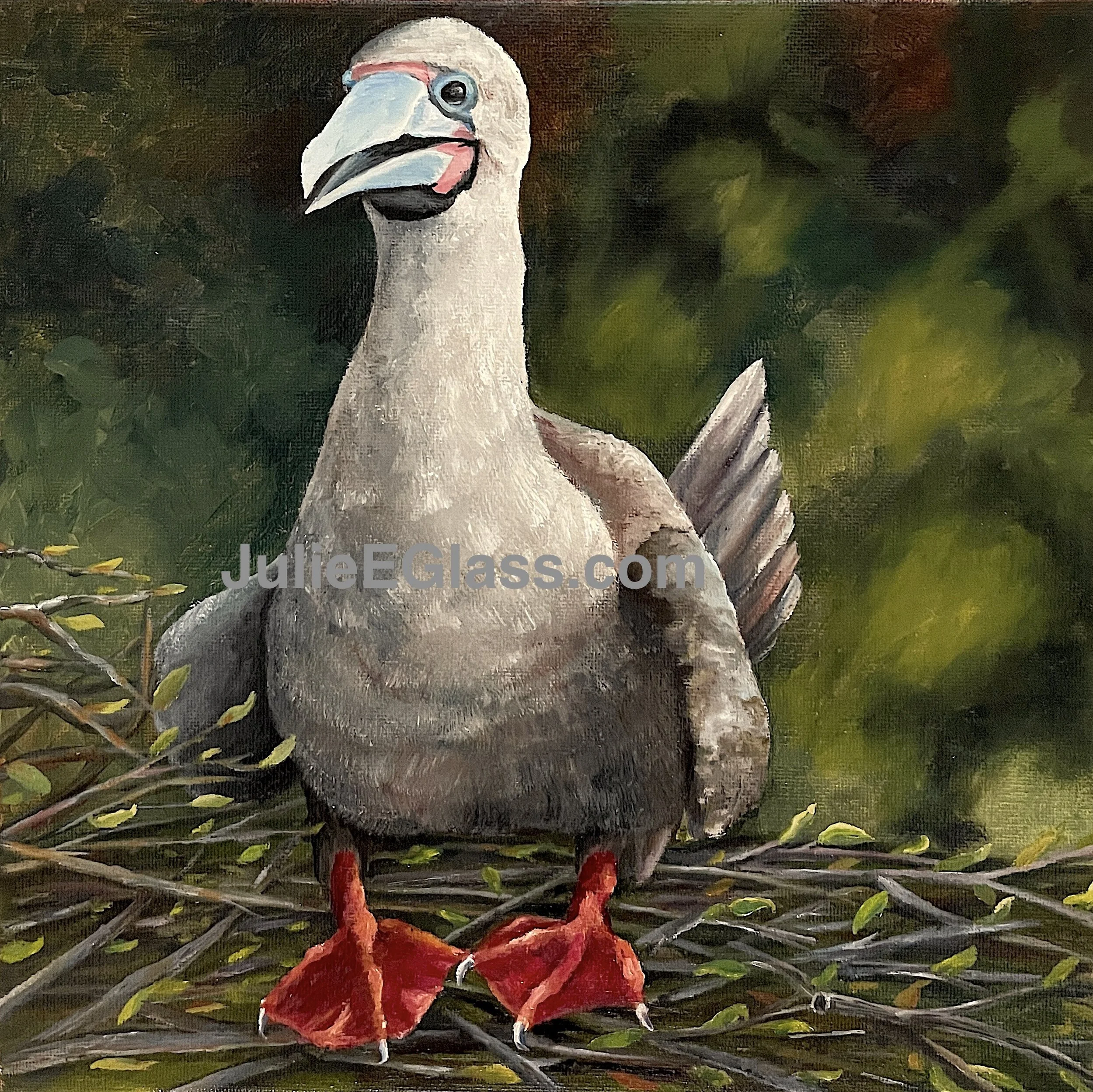 Cheryl is a Red footed Booby spending most of her time living on tropical seas.  She is the smallest of the boobies and unique among seabirds because she nests in coastal trees or shrubs.  The fabulous red feet are a maturation sign and males are kno