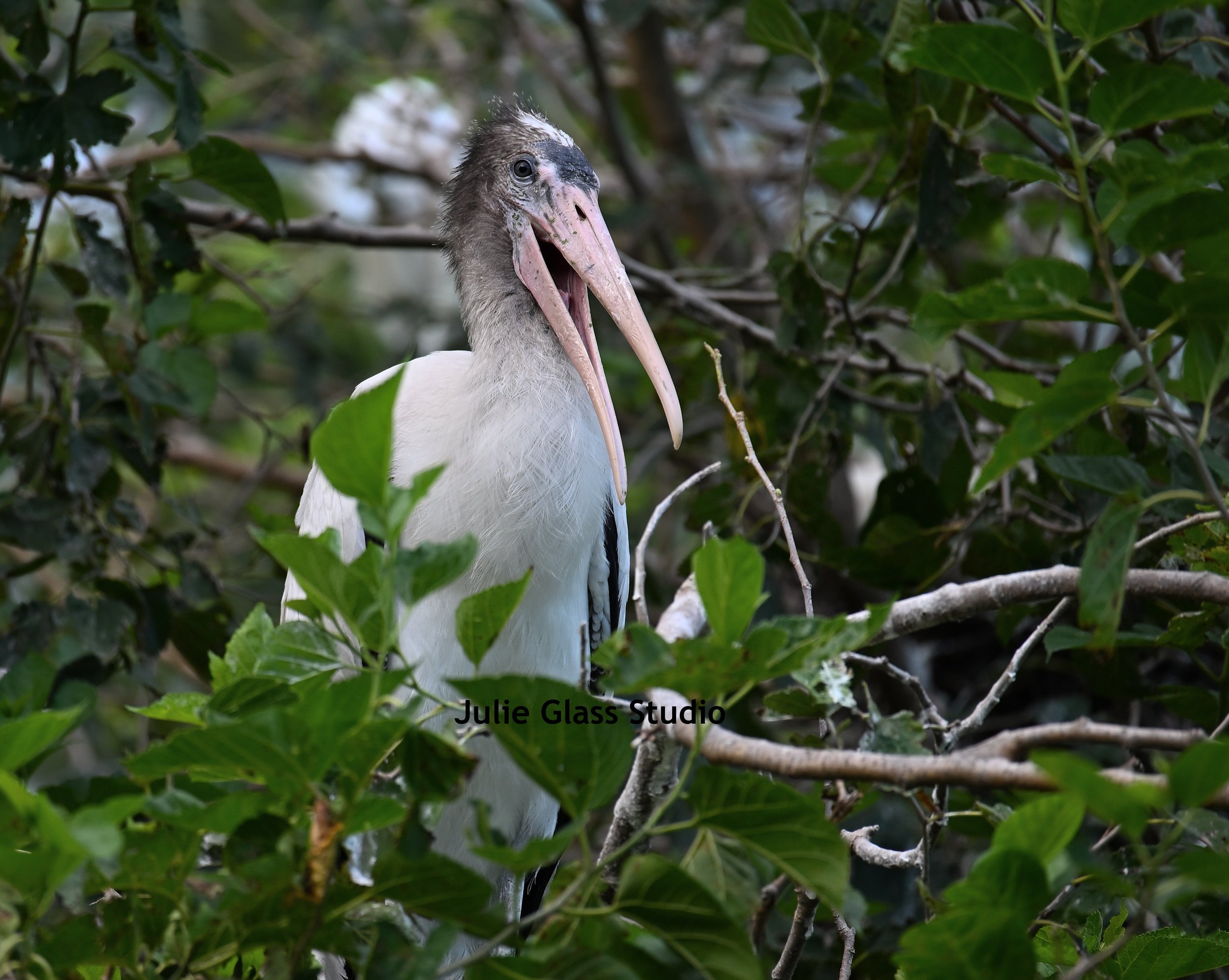Juv. Stork
Cypress Wetlands, SC 2025