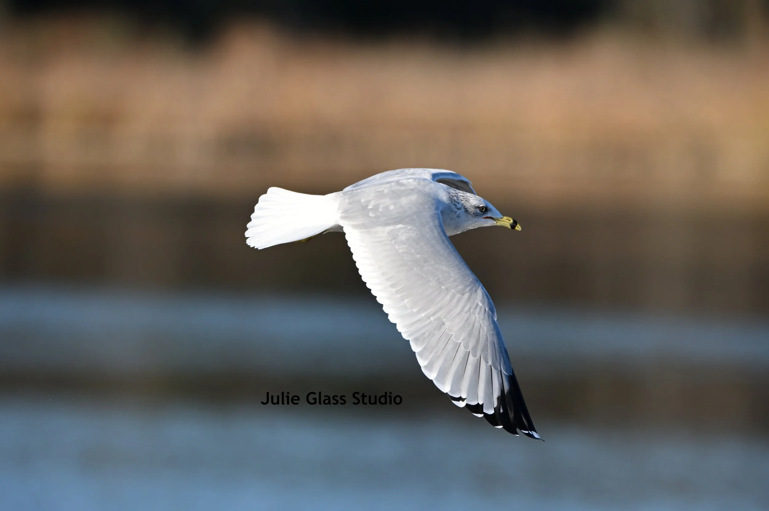 Ringed billed gull
SC 2025