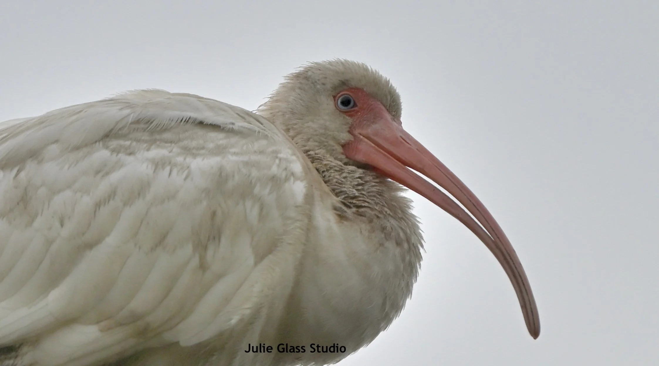 Ibis 
James Is. SC 2026