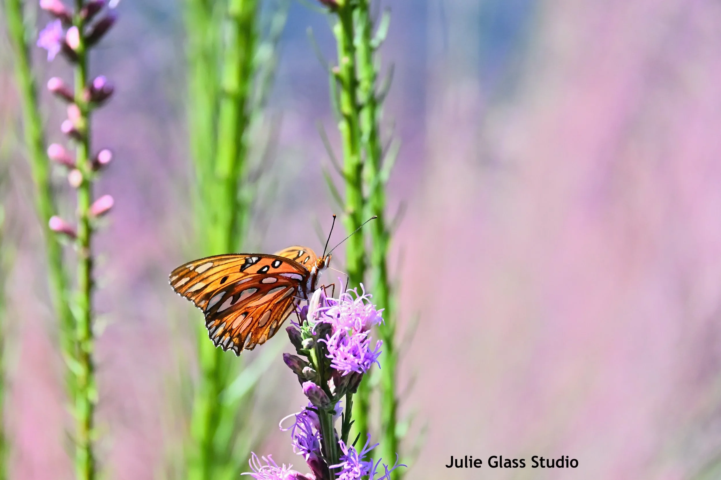 Gulf Fritillary
James Is., SC 2025