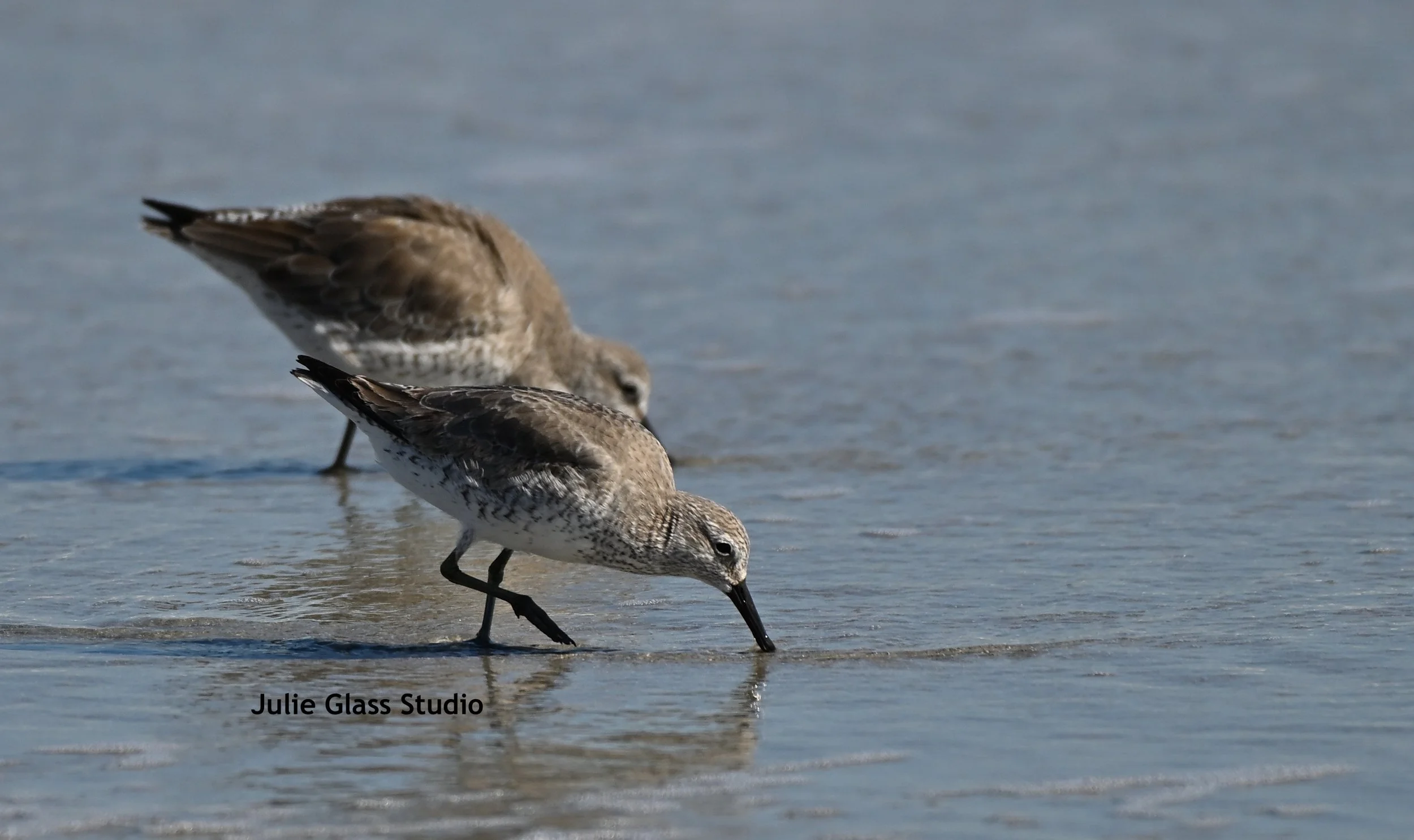 Red Knots
Huntington Beach State Park, SC 2025