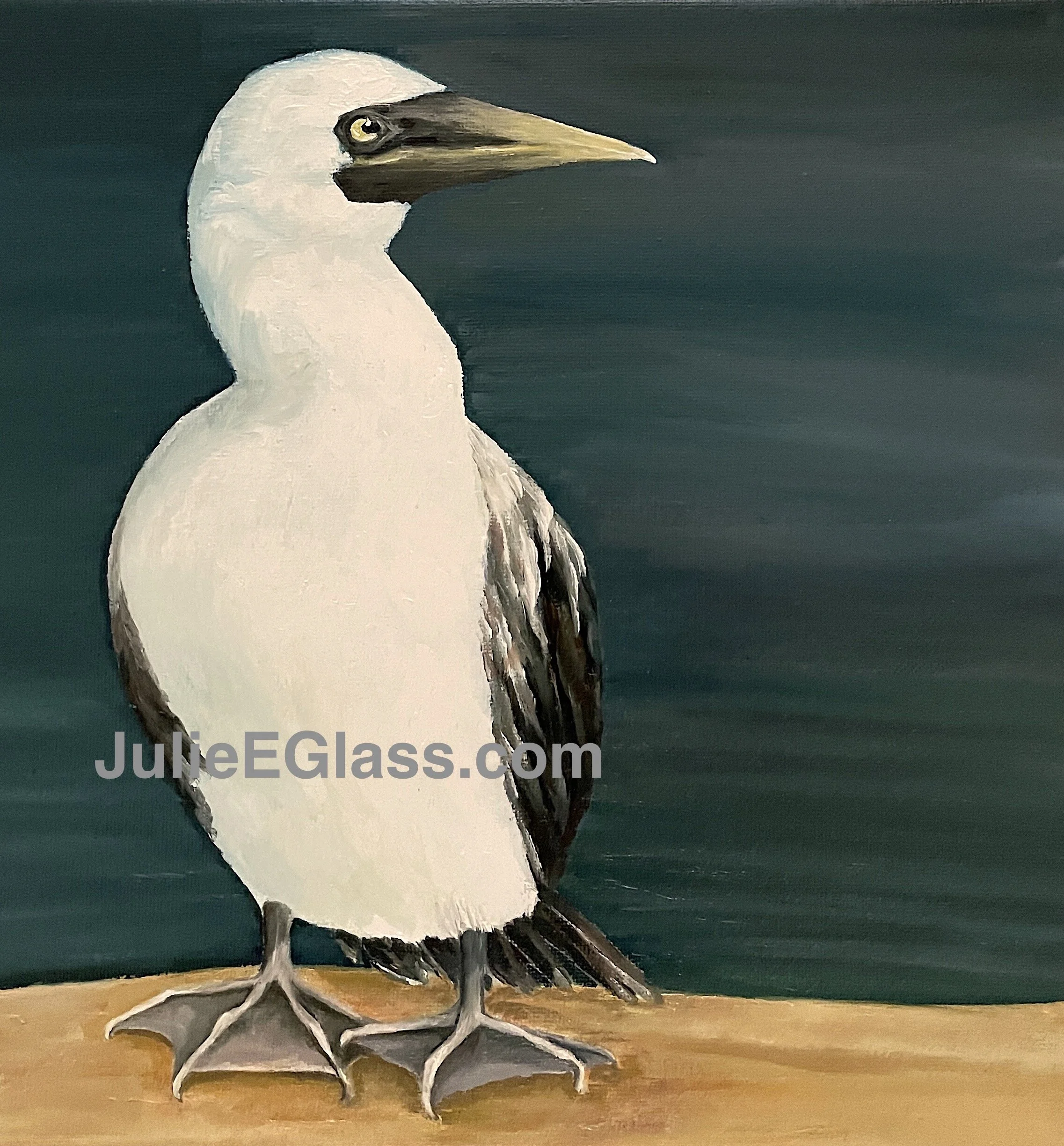Joseph is a Masked Booby, a large seabird living in tropical oceans. He plunge dives for fish and will nest in colonies.  He helps to incubate the eggs with his large warm feet.  A group of boobies can be called a “trap” or a “congress”.

The Origina