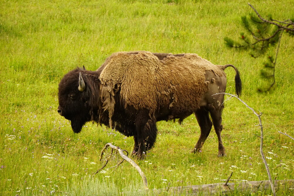 2020-Yellowstone179.jpg