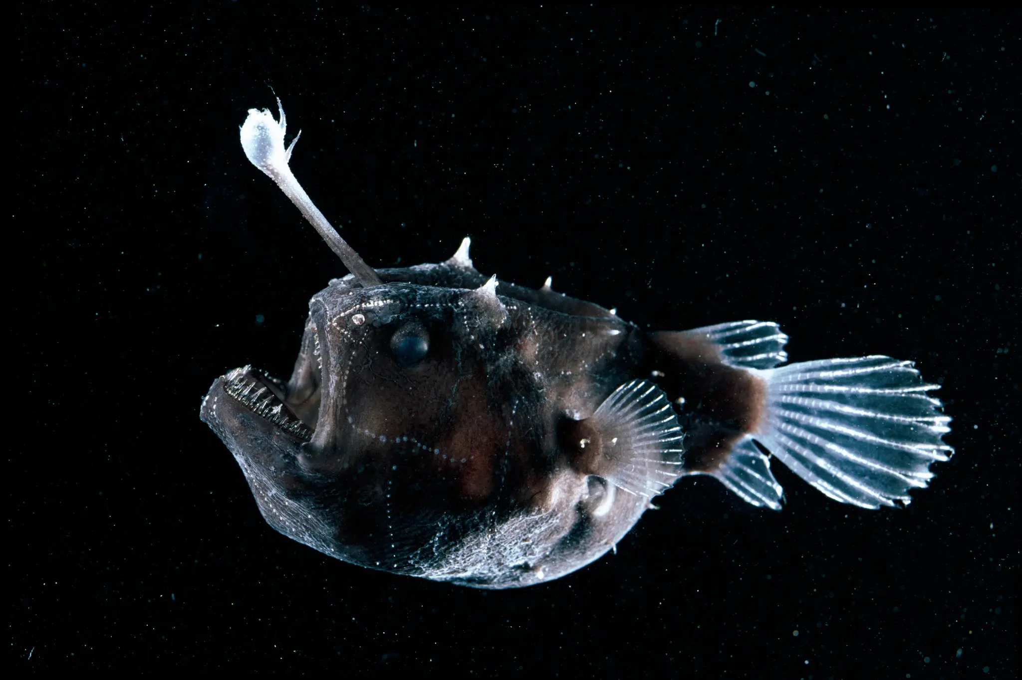 Whipnose Anglerfish Swim Upside Down - The New York Times