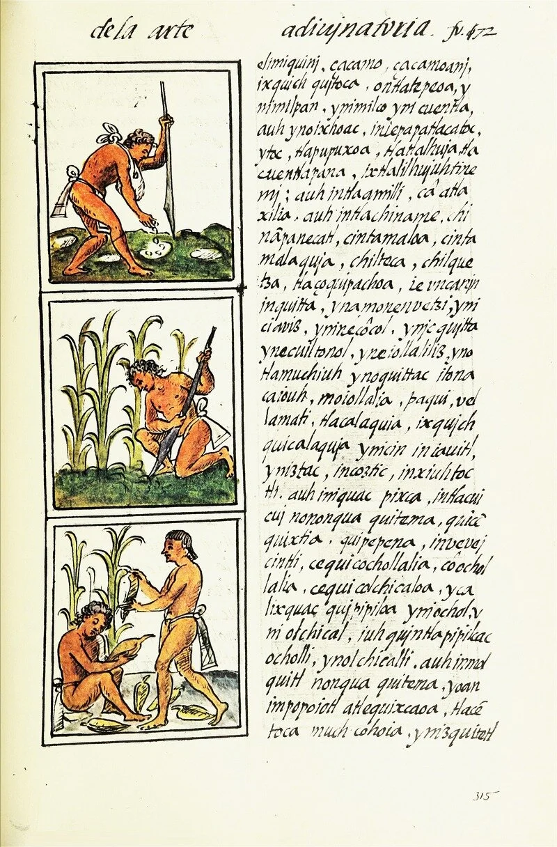 'Chinampas': The Ancient Aztec Floating Gardens that hold promise for ...